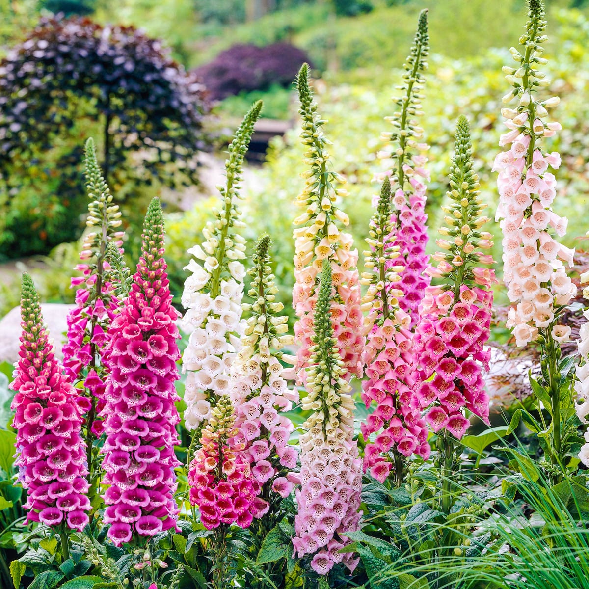 Direct Gardening 98211 Multicolor Flowering Foxy Hybrids Dormant Perennial Starter Plant in 1 -Pack Bareroot 1 -Pack