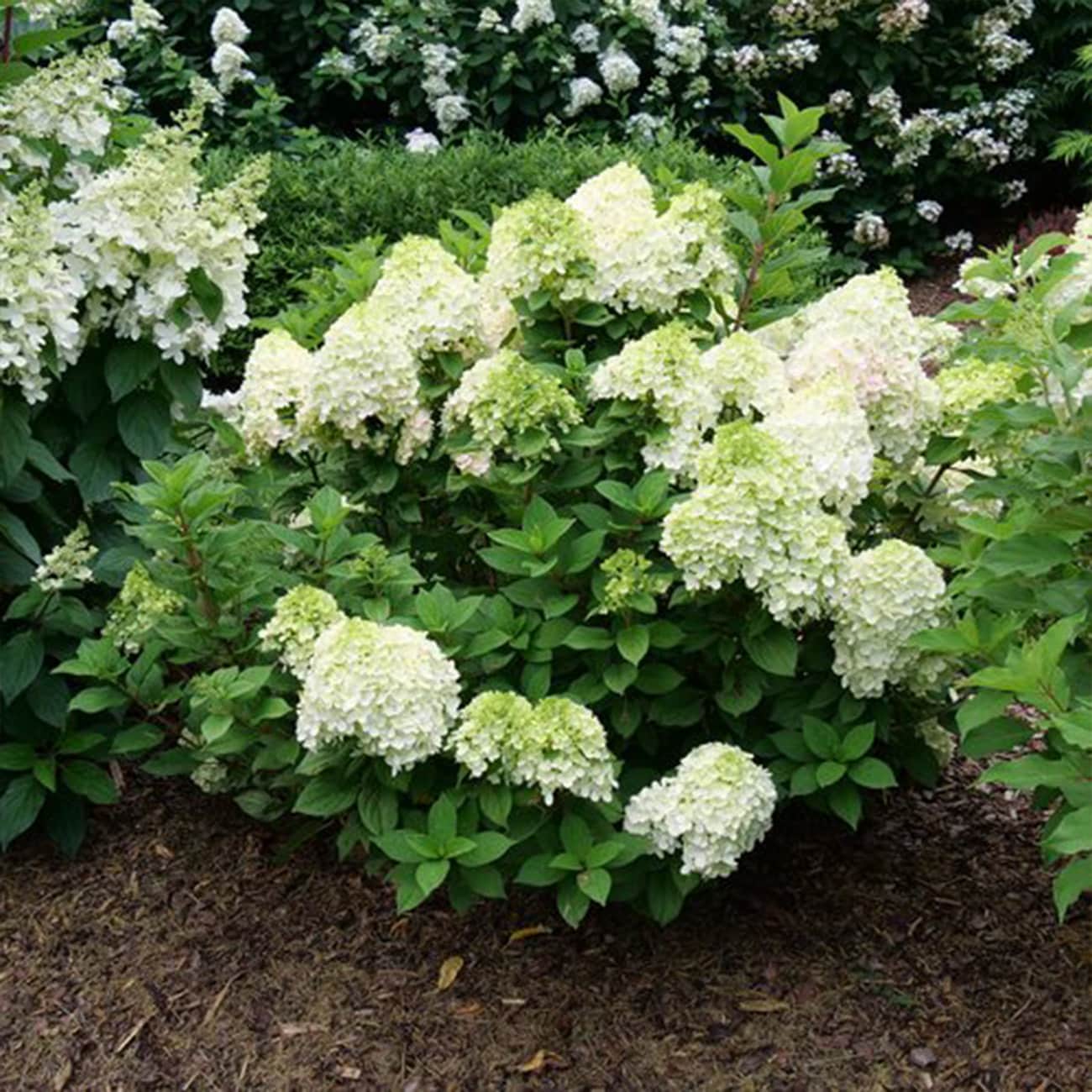 Perfect Plants LOLITTLEPUNCH3G shrubs - View #4