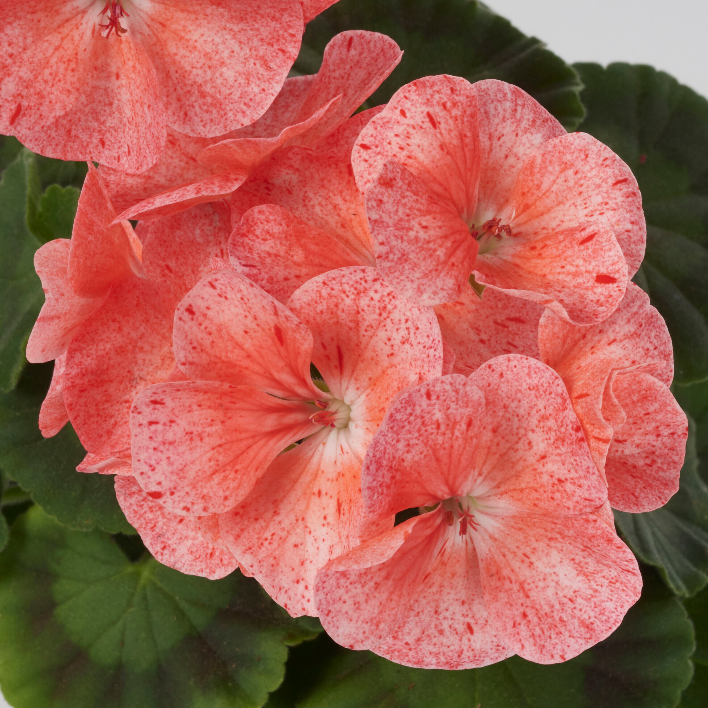 Lowe's 93399 annuals - View #3