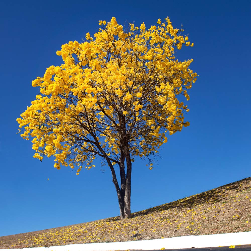 Brighter Blooms 16325 trees - View #2