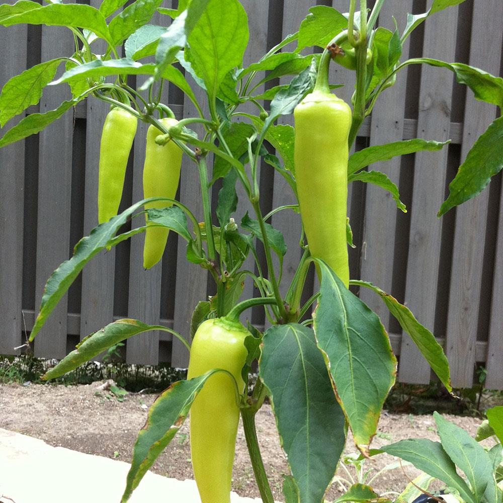 Great for Pickling Non-Gmo 4 Pack Live Plants 24-48 Tall Plants Frying & Roasting Bonnie Plants Hot Banana Pepper 