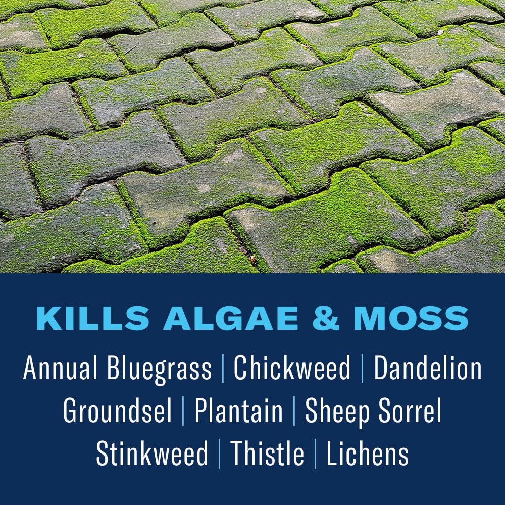 Difference Between Algae and Moss