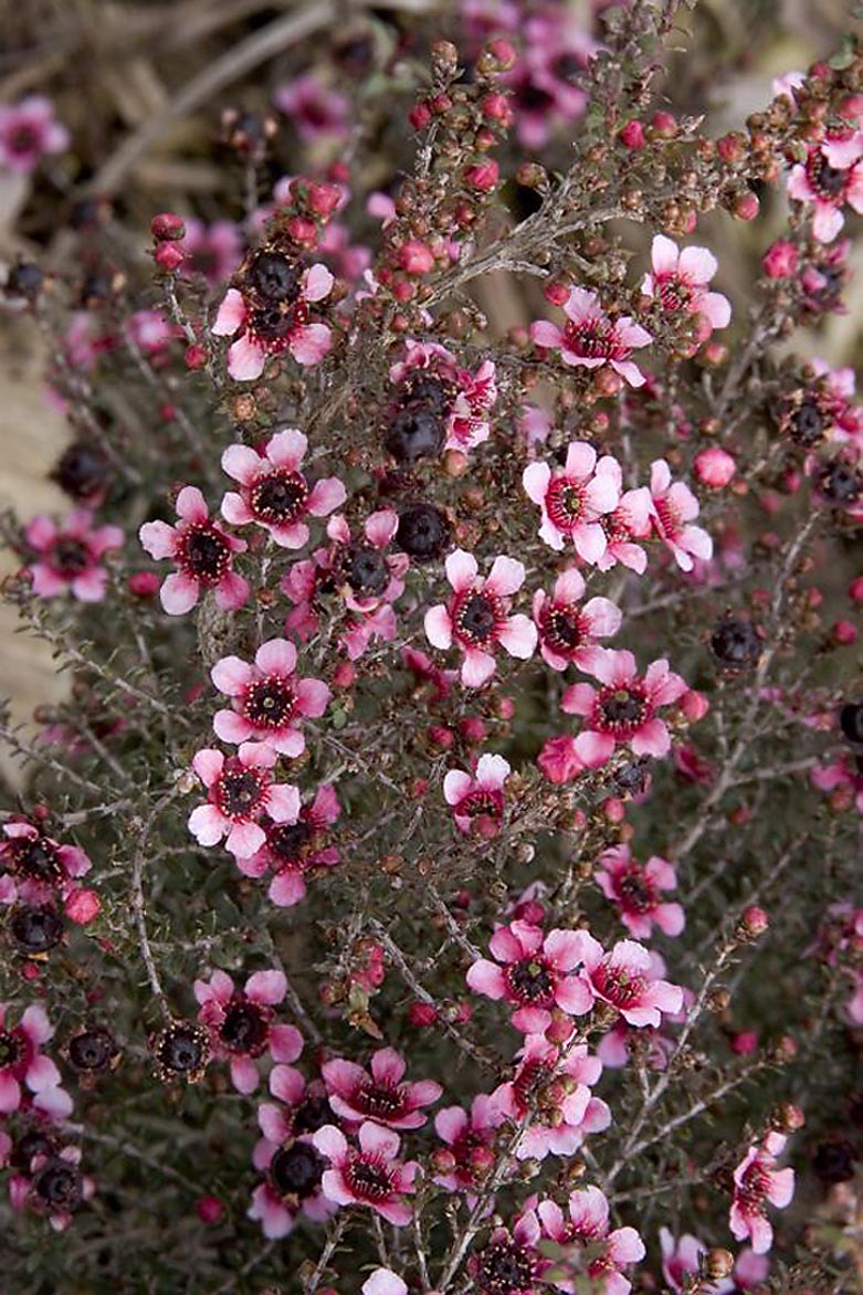 Monrovia 057492 Pink Dwarf New Zealand Tea Tree Flowering Shrub in In pot (with soil)