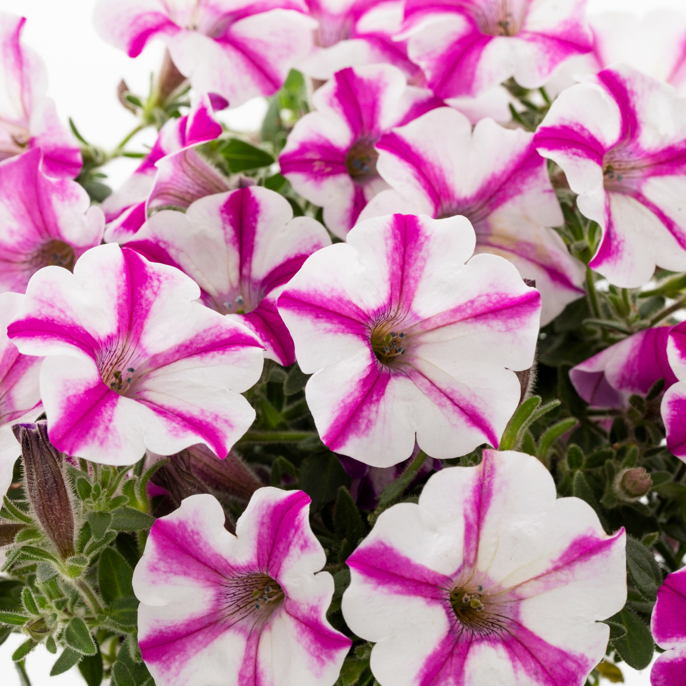 Proven Winners 5199145 annuals - View #2