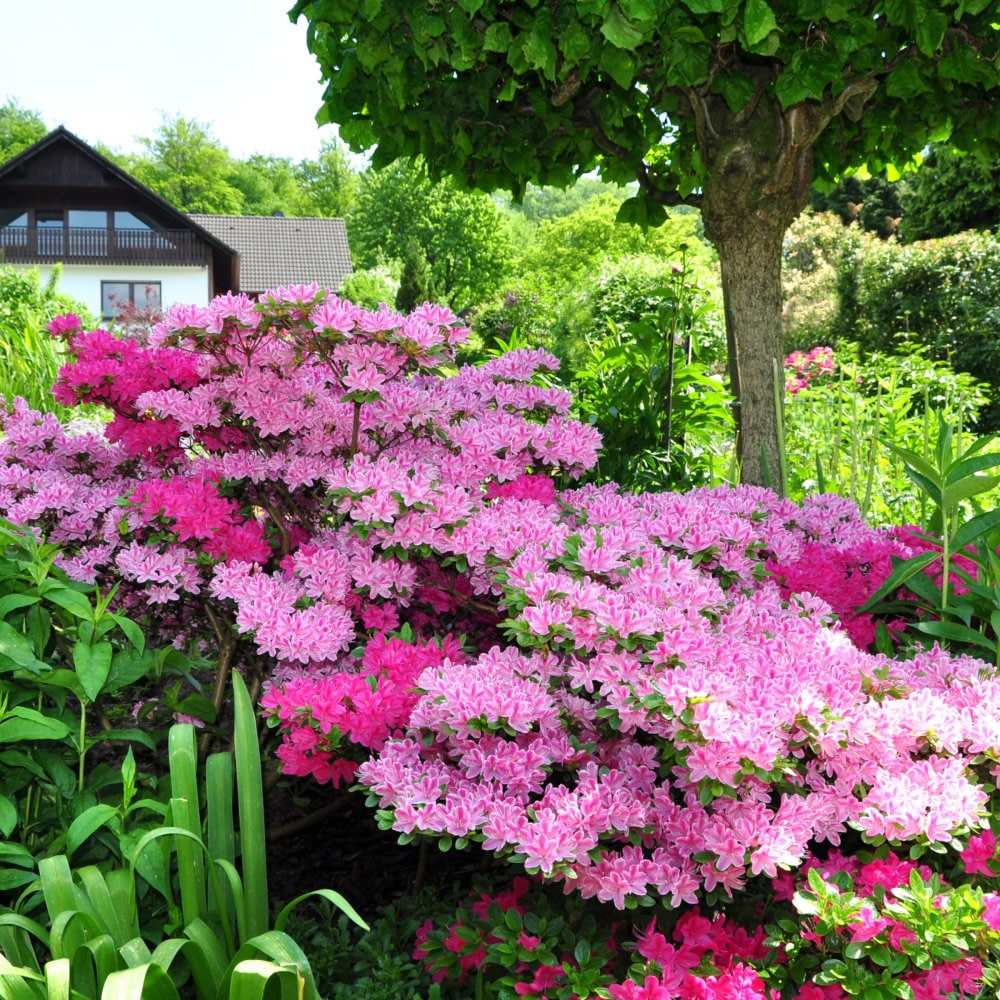 National Plant Network LW3014 shrubs - View #6
