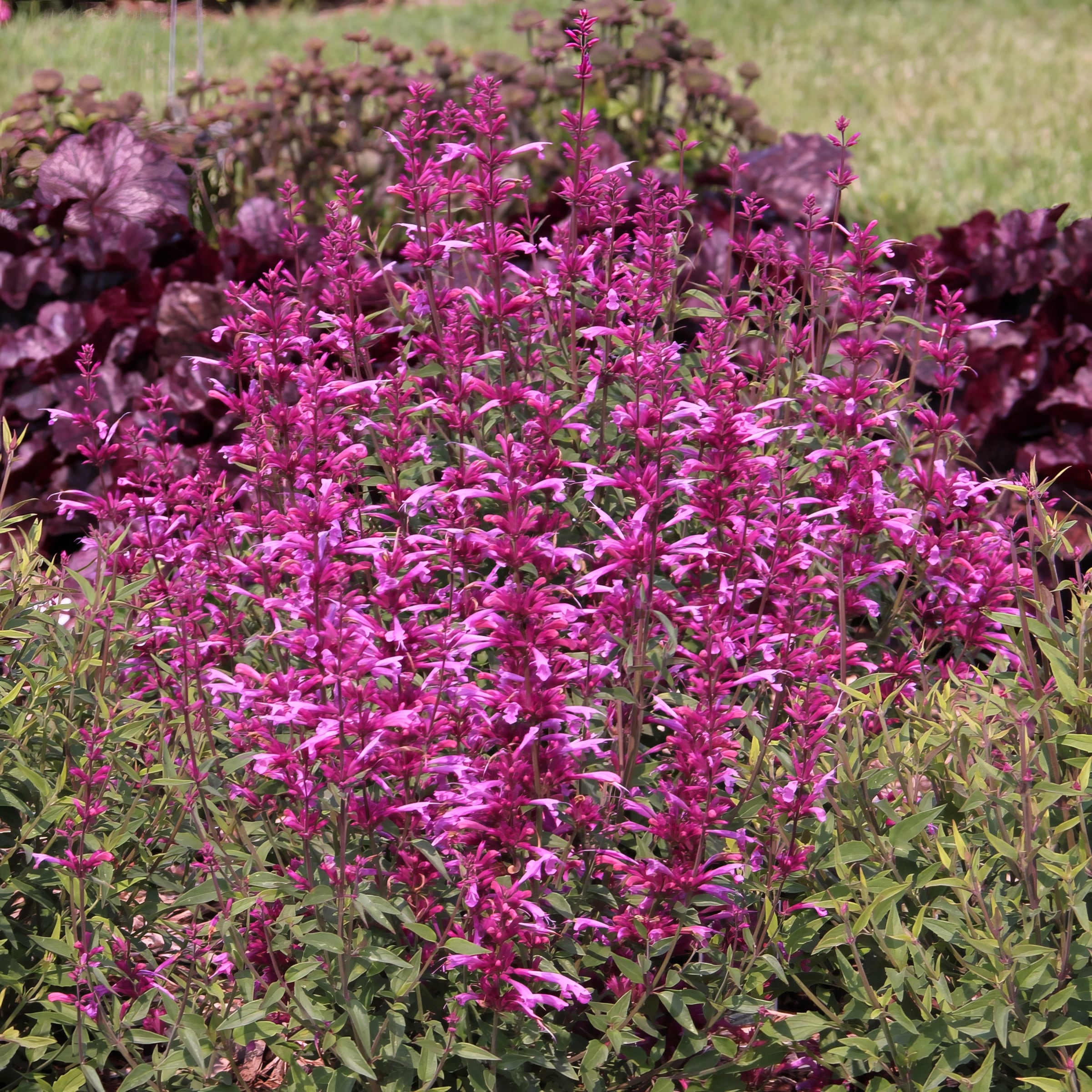 National Plant Network Pink Hyssop Plant in Pot 3-Pack LW1702 at Lowes.com