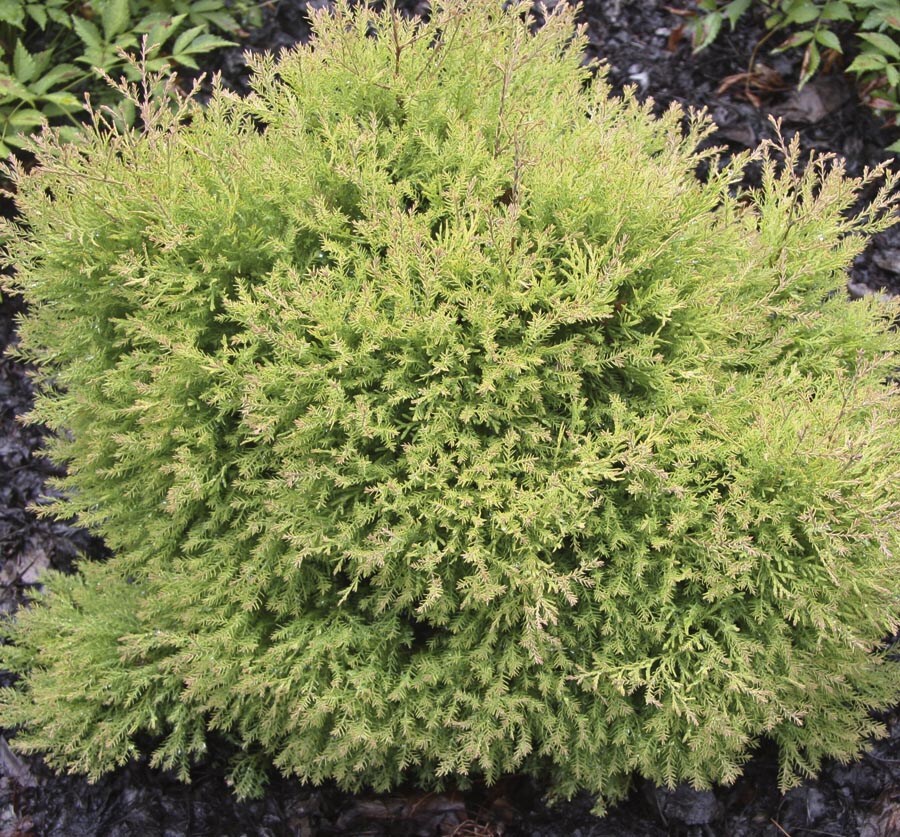 Fire Chief Arborvitae Accent Shrub in 1-Gallon Pot at Lowes.com