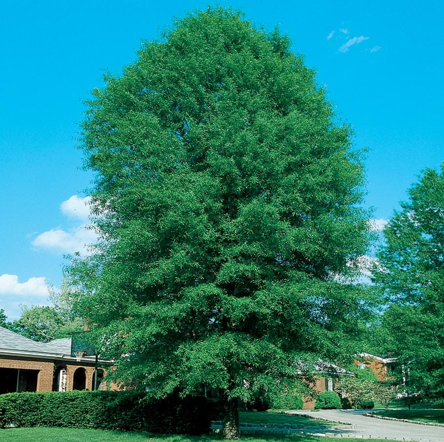  NURSERY 12.7 -Gallon Shade Shingle Oak In pot (with soil)