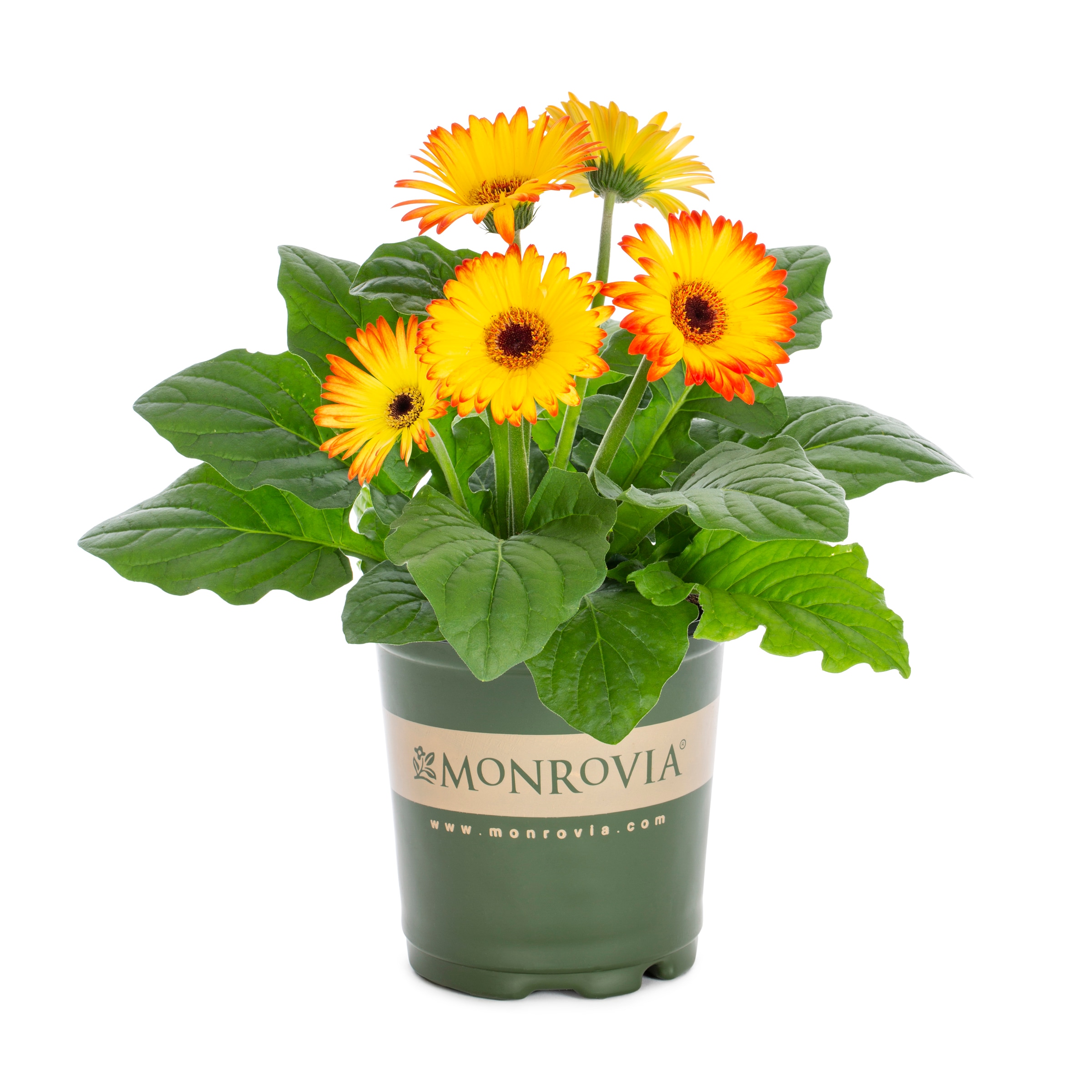 Monrovia 79161 annuals - View #4