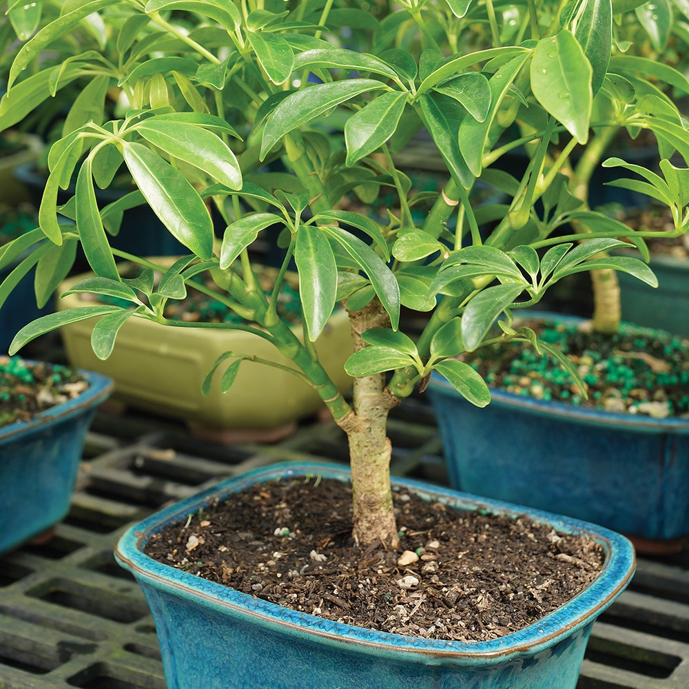 Brussel's Bonsai DT6019ARB trees - View #3