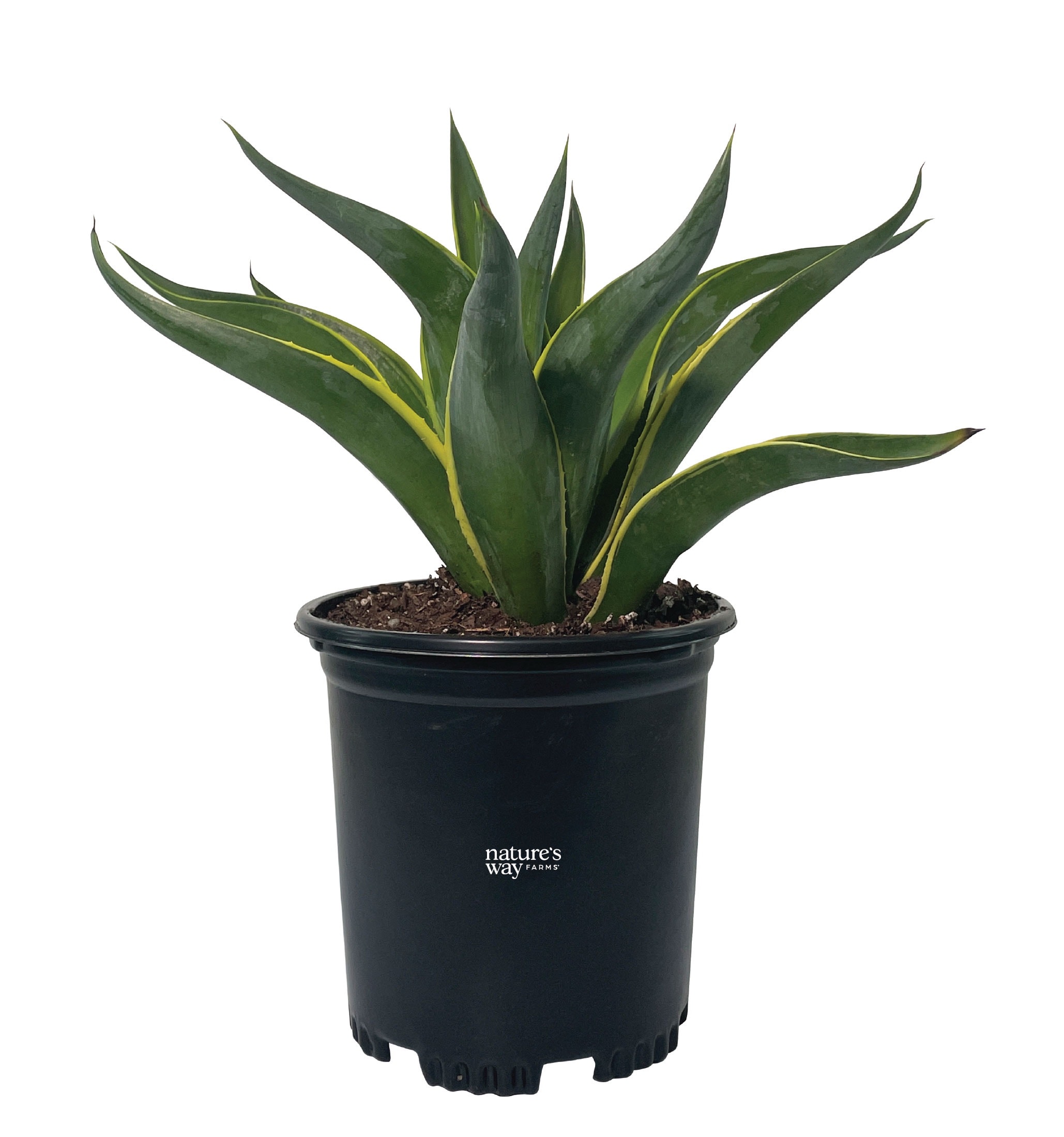 Nature's Way Farms 1 -Pack Agave Desmettiana Variegated in 1 -Quart Pot