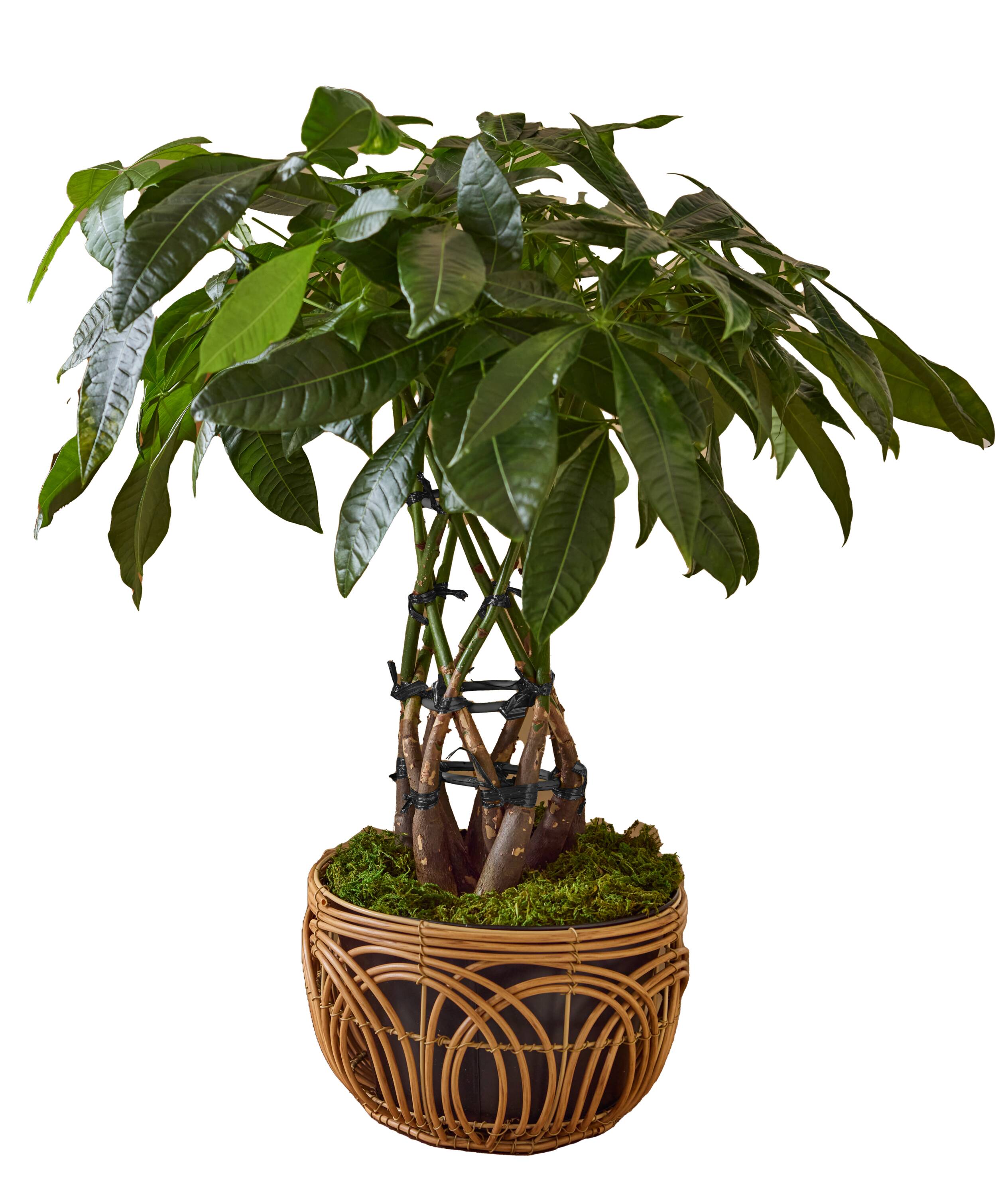 LiveTrends Pachira Deco House plant in 64 Ounce(s) Pot 1 -Pack #ASB08536