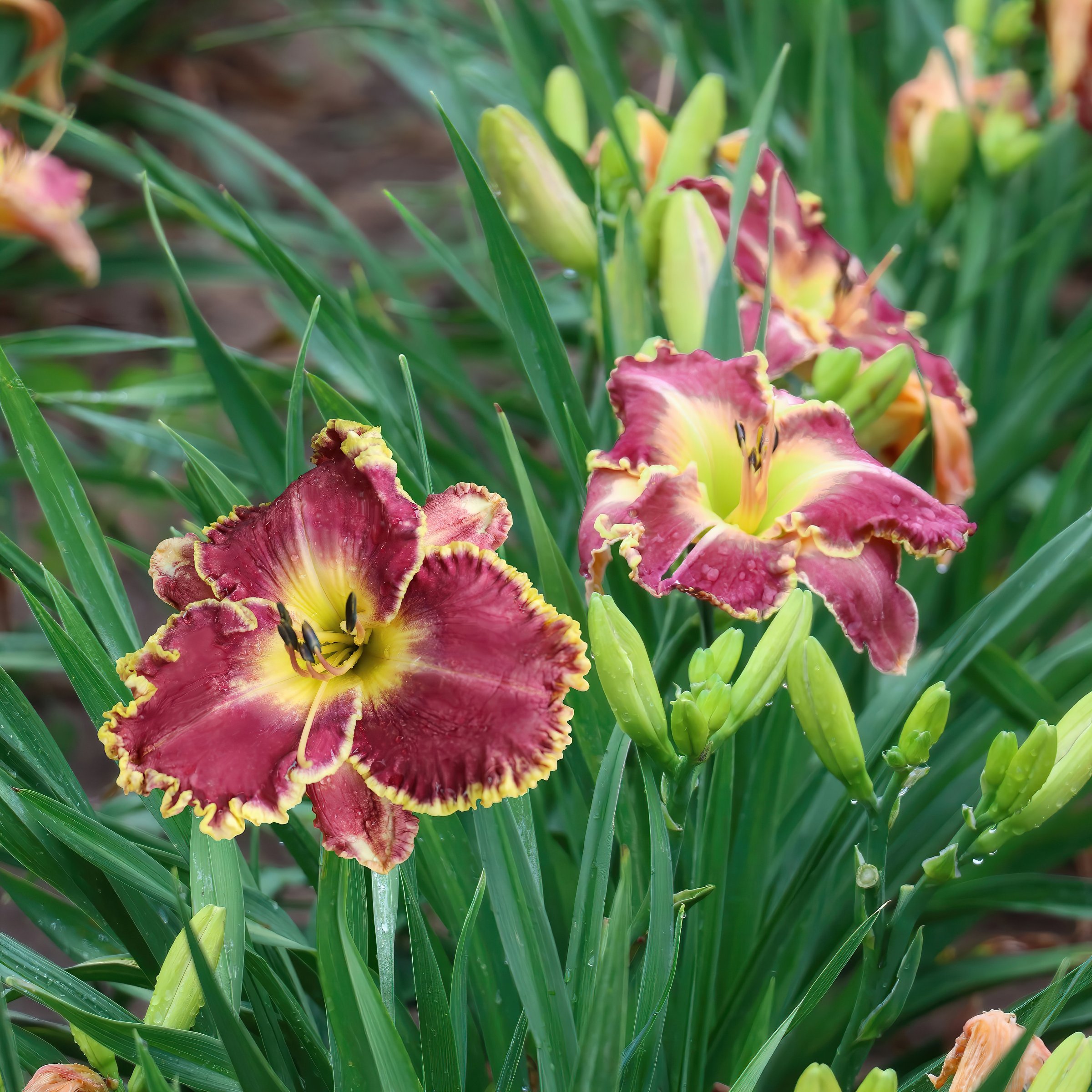 National Plant Network LW2614 perennials - View #2