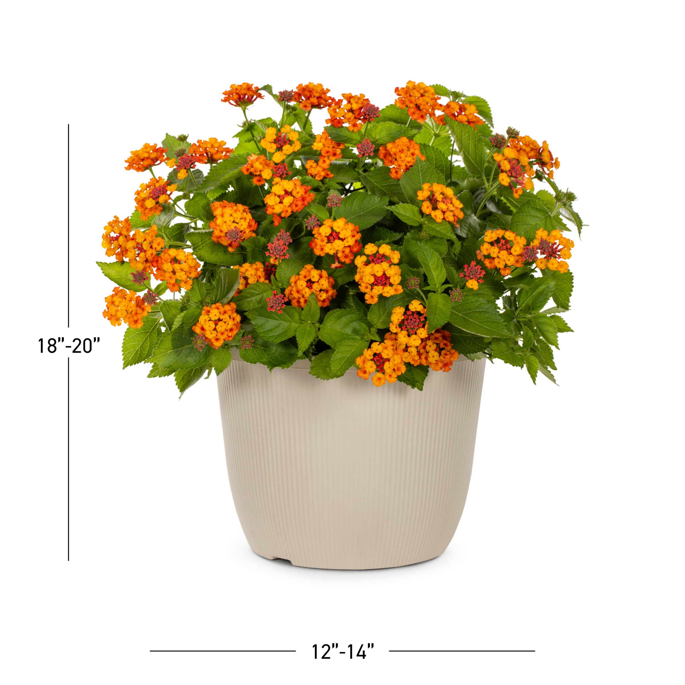 Lowe's Multicolor Lantana in 1.75-Gallon Planter in the Annuals ...