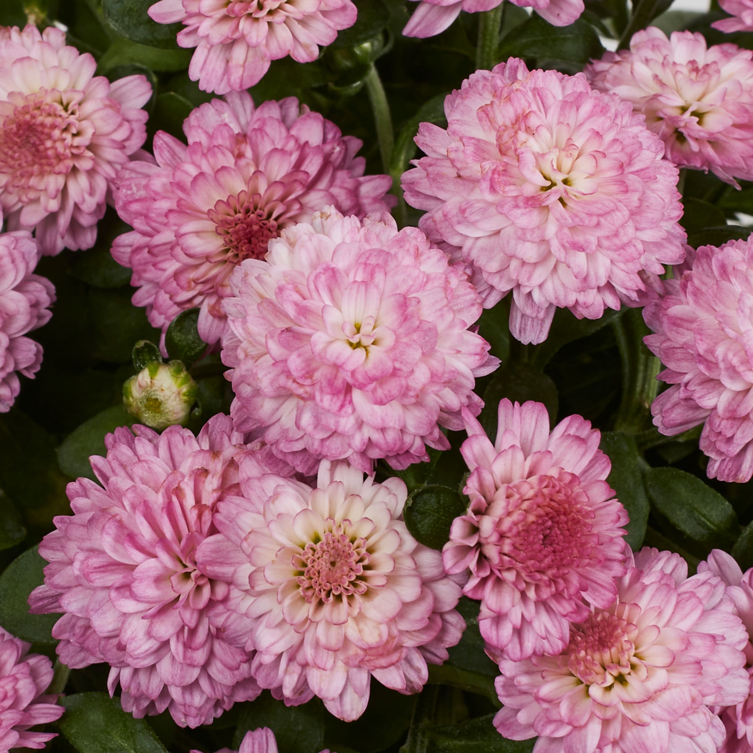 Lowe's NURSERY annuals - View #2