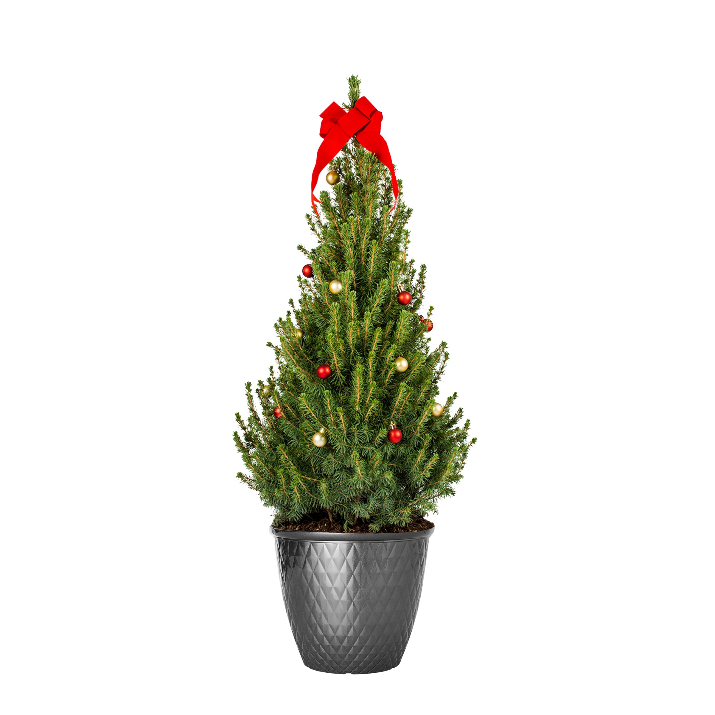 Lowe's 1 -Gallon Alberta Spruce Screening Shrub 1 -Pack