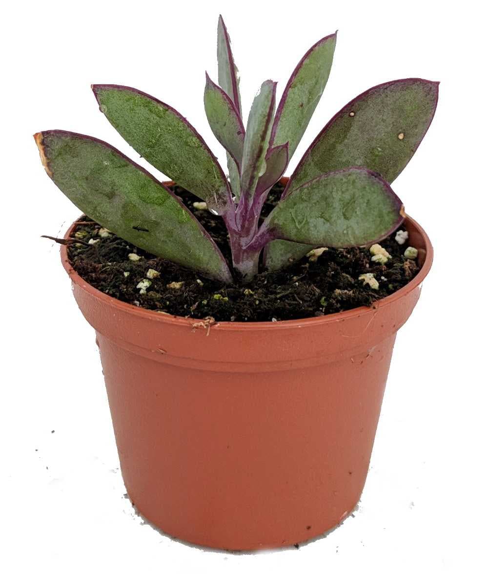 Hirt's Gardens GARYSENECIOVERTICALLEAF25 Vertical Leaf Succulent Plant - Senecio crassissimus -Easy House Plant- 2.5 inch Pot