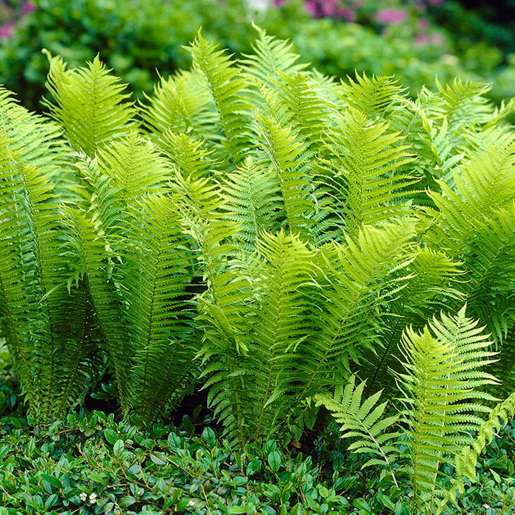 Woodland Plant TN Ostrich Fern Plants Bulbs Seeds At Lowes