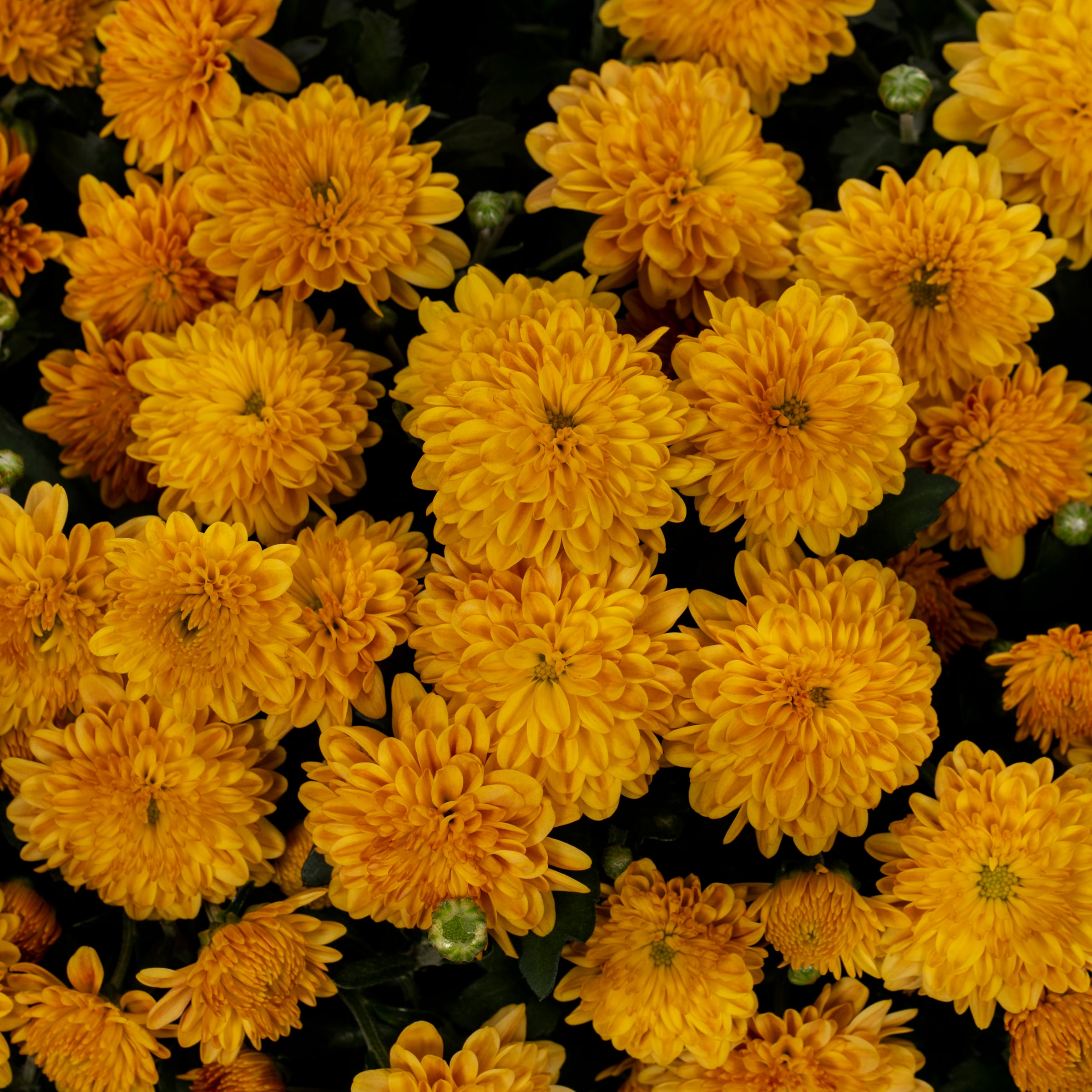 Lowe's NURSERY annuals - View #2