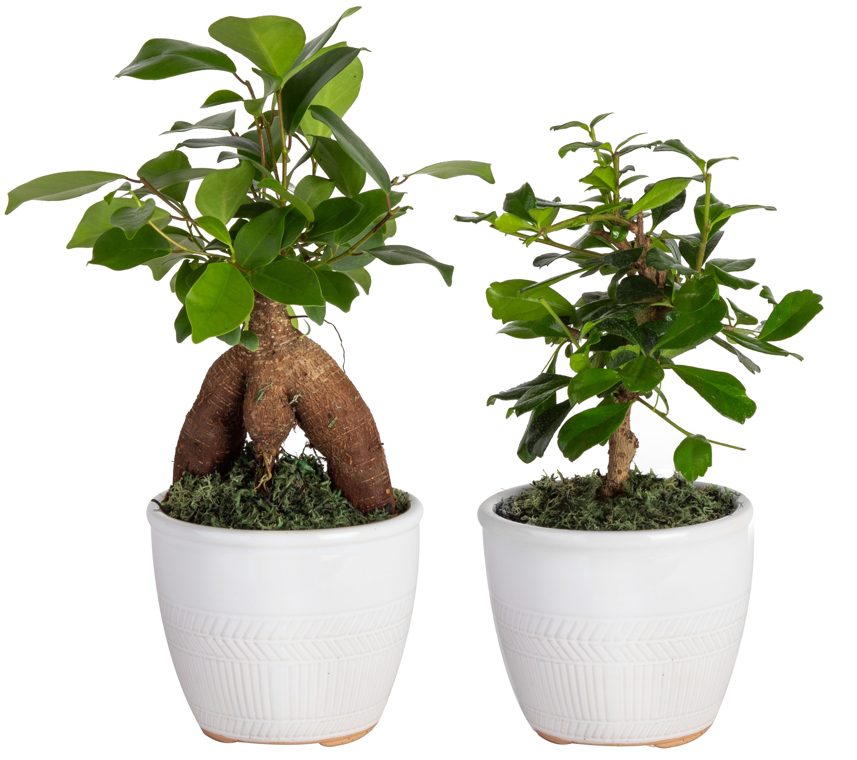 Costa Farms Carmona and Ficus Bonsai House in 4-in Planter 2-Pack the House Plants department at Lowes.com