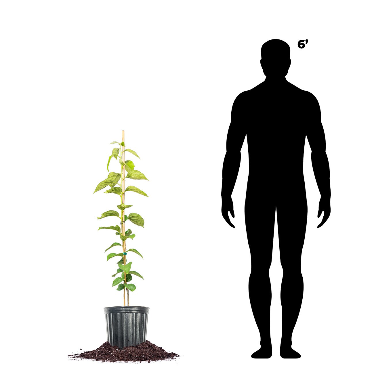 Perfect Plants LOGREATWALL3G trees - View #4