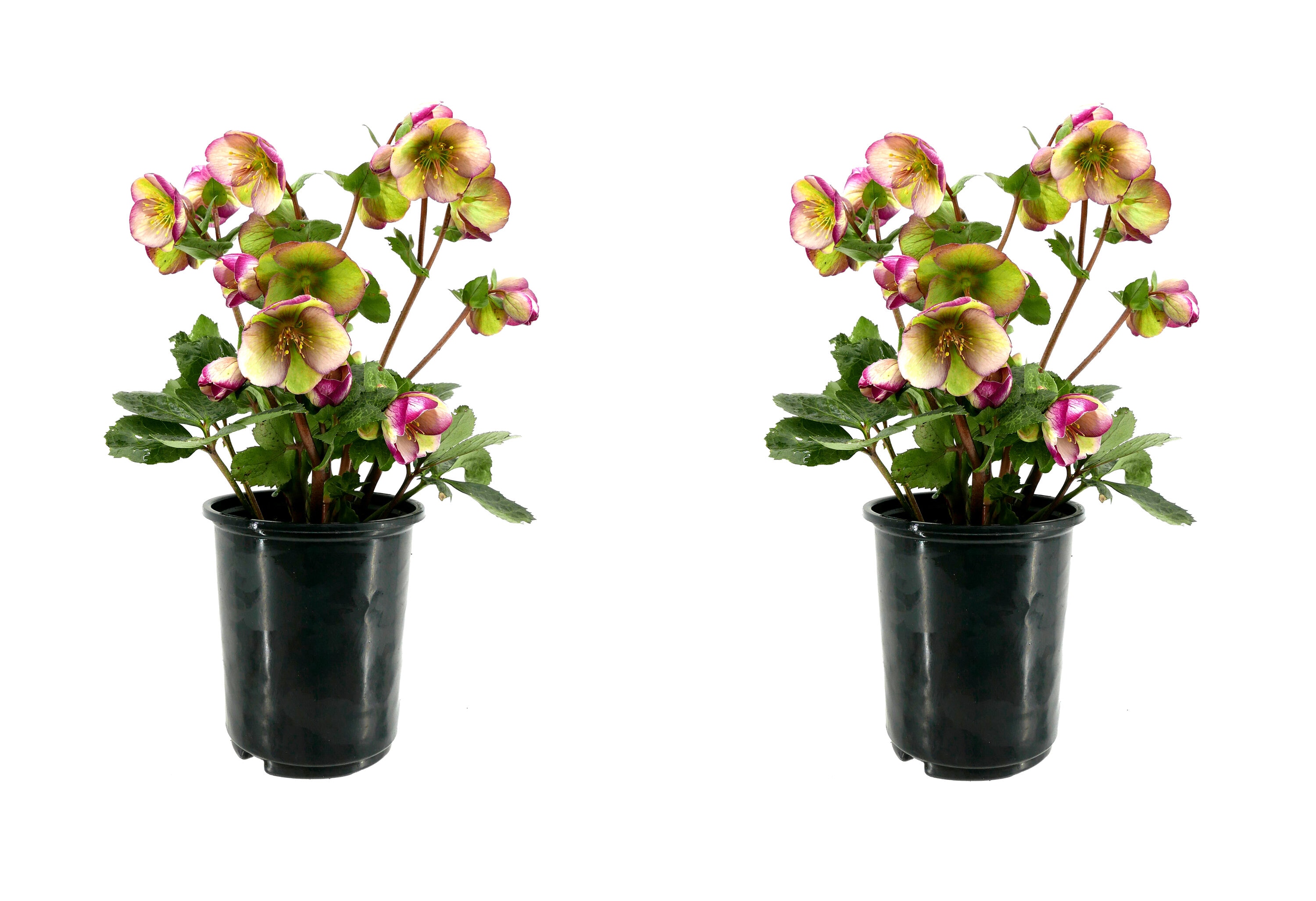  2485 Multicolor Lenten Rose Hellebore Plant in -Quart Pot 2.0 -Pack
