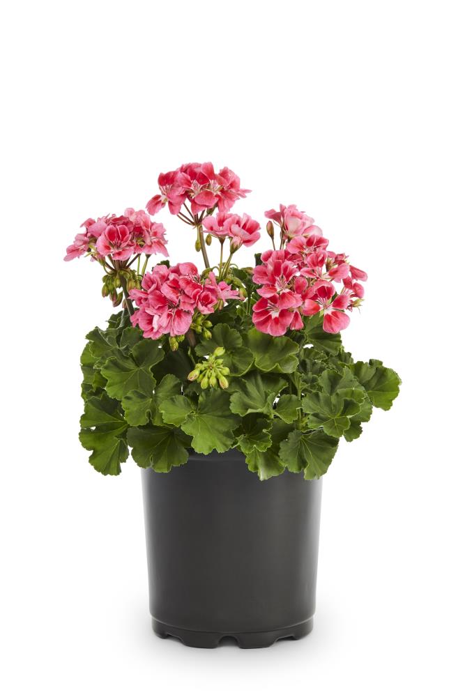 Lowe's Multicolor Geranium in 2.5-Quart Pot at Lowes.com