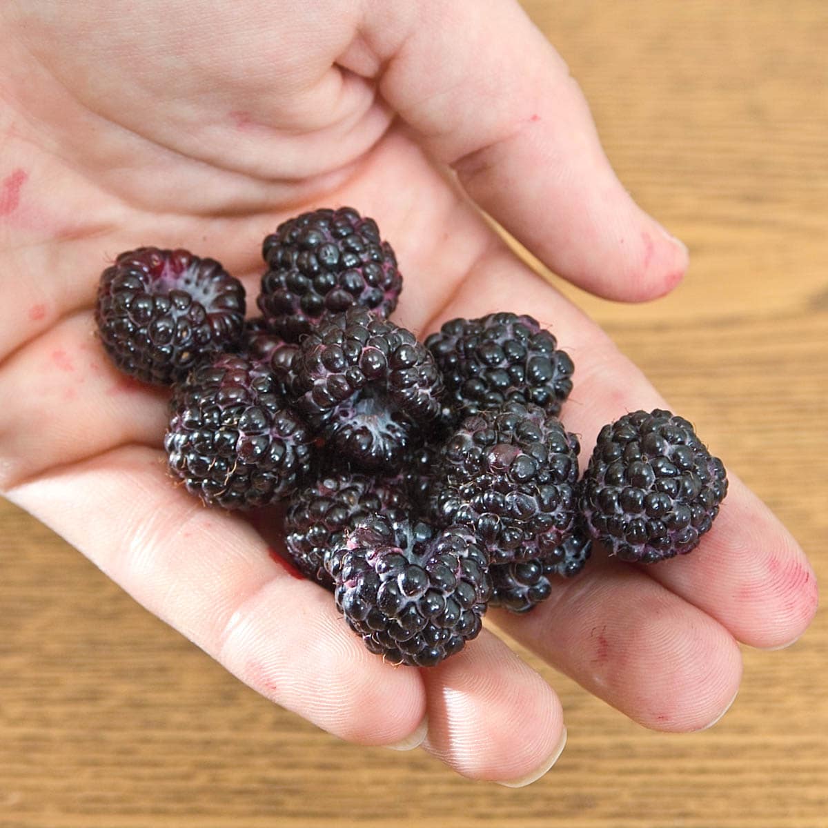 Gurney's Seed and Nursery 80893 Fruit-Plants - View #2