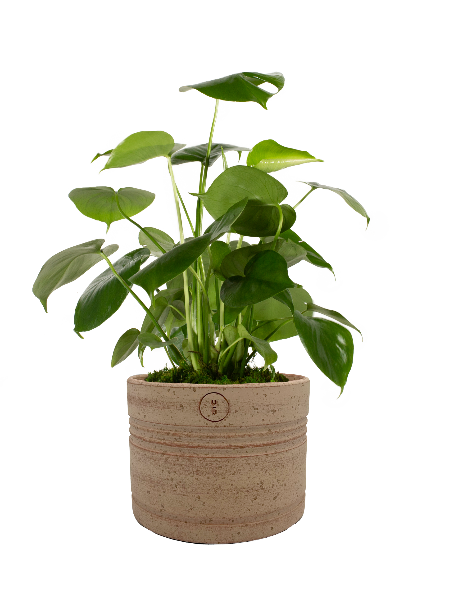 LiveTrends ASB07074 ASHE House plant in 36 Ounce(s) Pot 1 -Pack