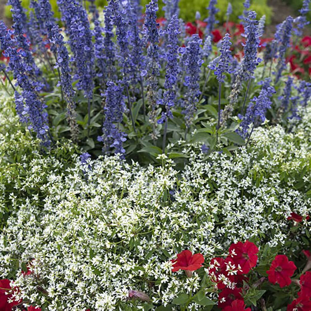 Proven Winners SALPRW0067504 annuals - View #6