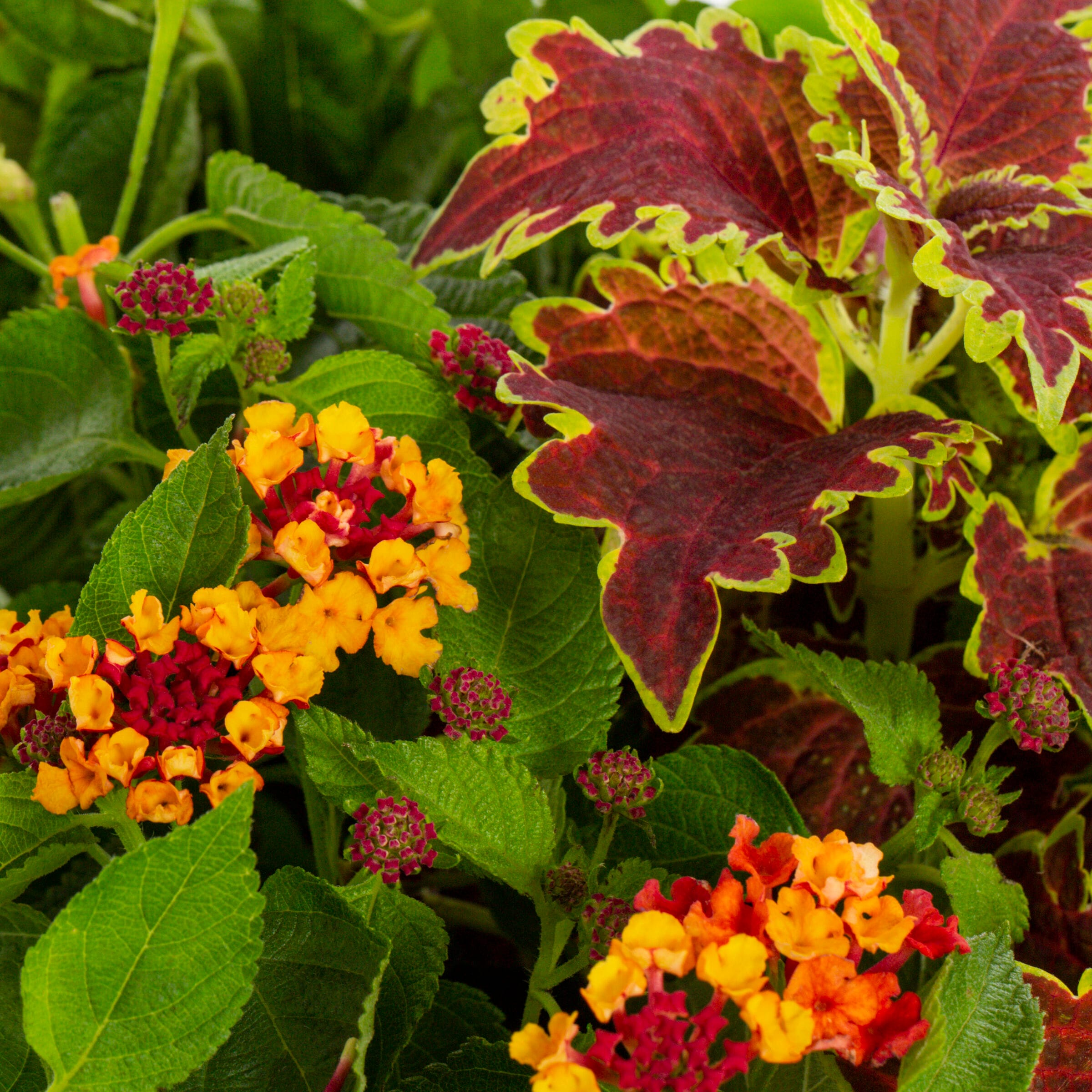 Ready Refill NURSERY annuals - View #2