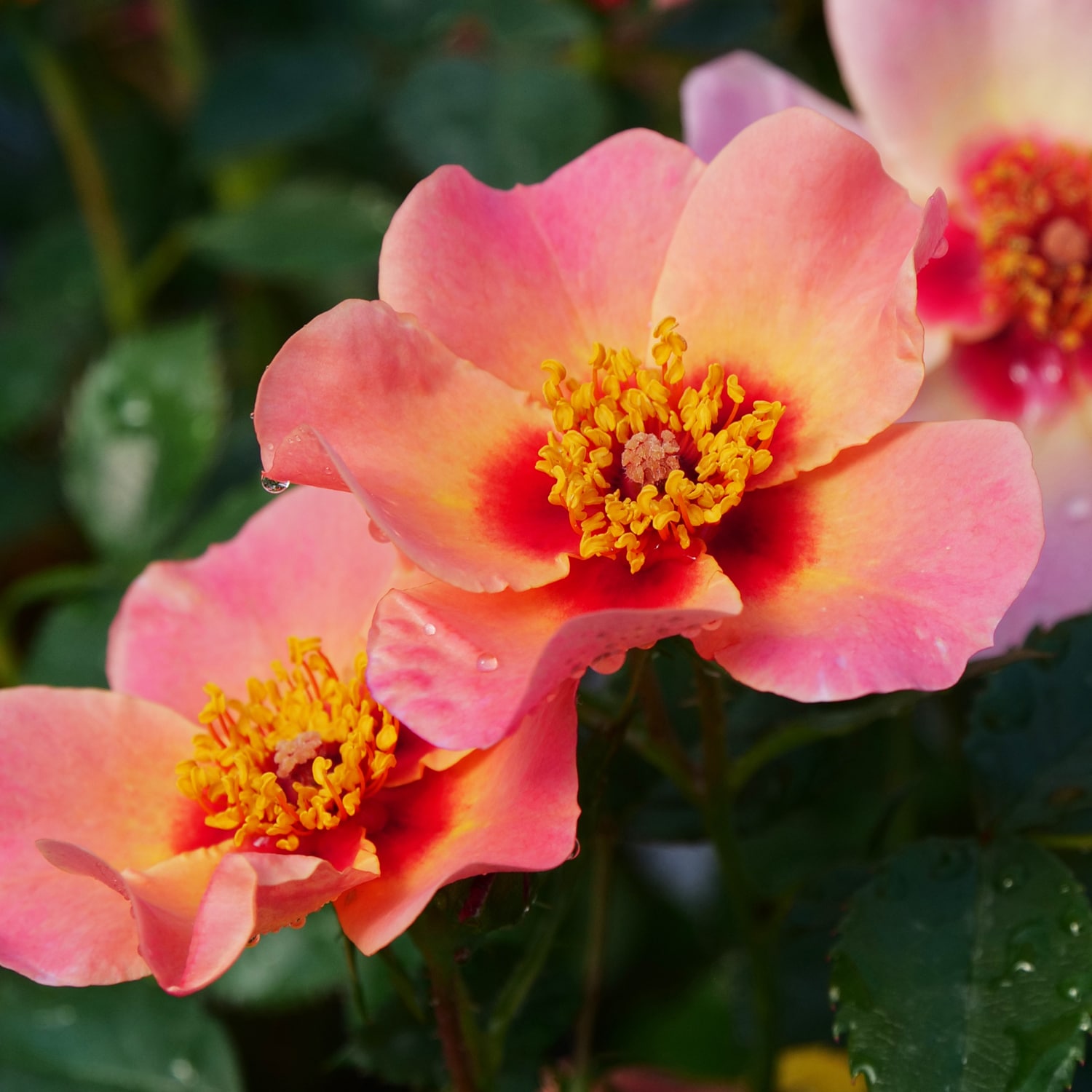 Van Zyverden 84597 Multicolor Proven Winners 2023 Rose Of The Year Rosa Ringo AllStar Bulbs 1 Count
