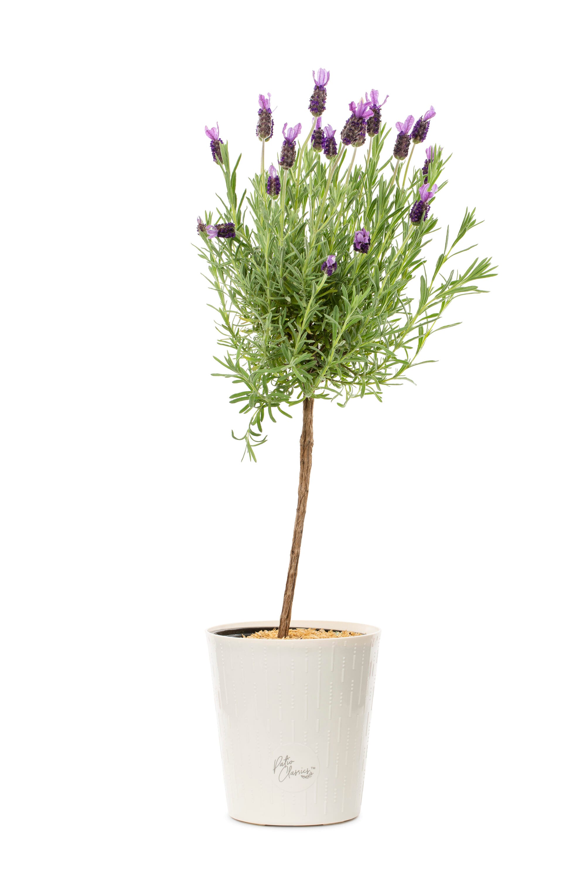 Lavender Live Plants, Spa plants FOR SALE