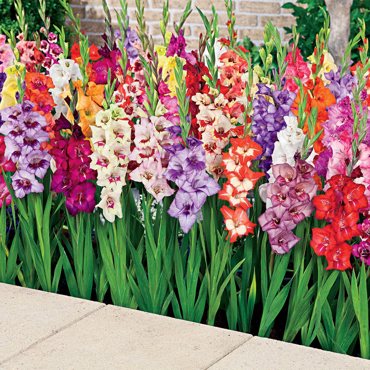 Direct Gardening 96093 Plant-Bulbs - View #3