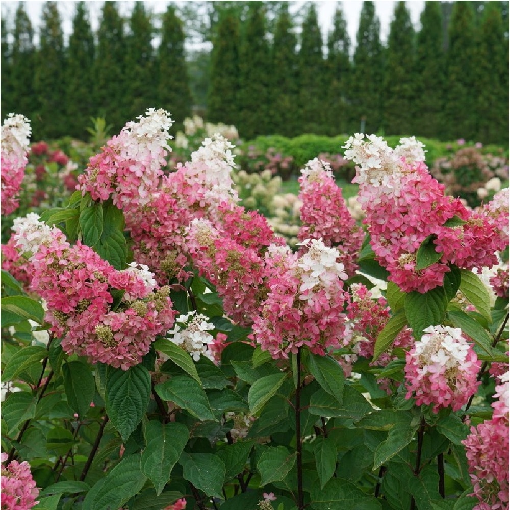 Proven Winners HYDPRC1246101 Pinky Winky Prime Panicle Hydrangea (Paniculata) Flowering Shrub in 1 -Gallon Pot 1.0 -Pack with Multicolor Blooms