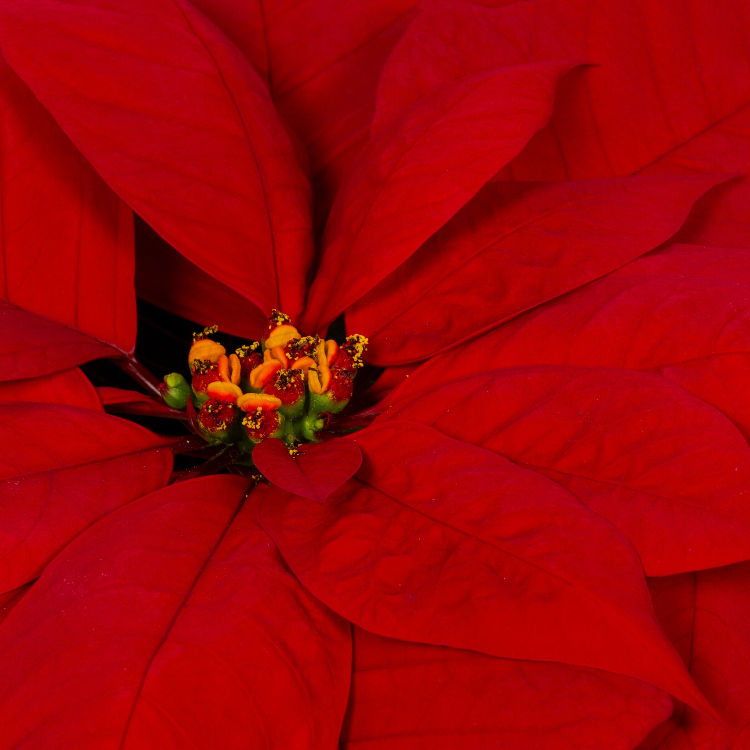 Holiday Living 5341800 Fresh-Christmas-Plants - View #2