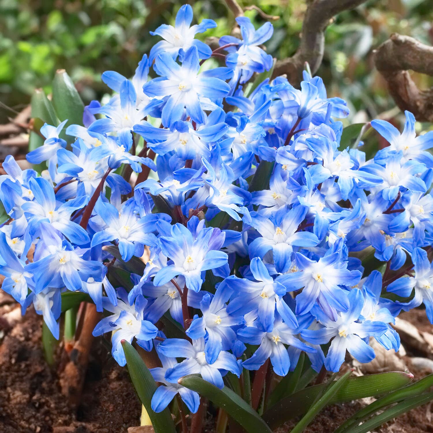 Garden State Bulb ECF-123-50-01 Blue Chionodoxa Glory of the Snow Flower Bulbs 50 Count
