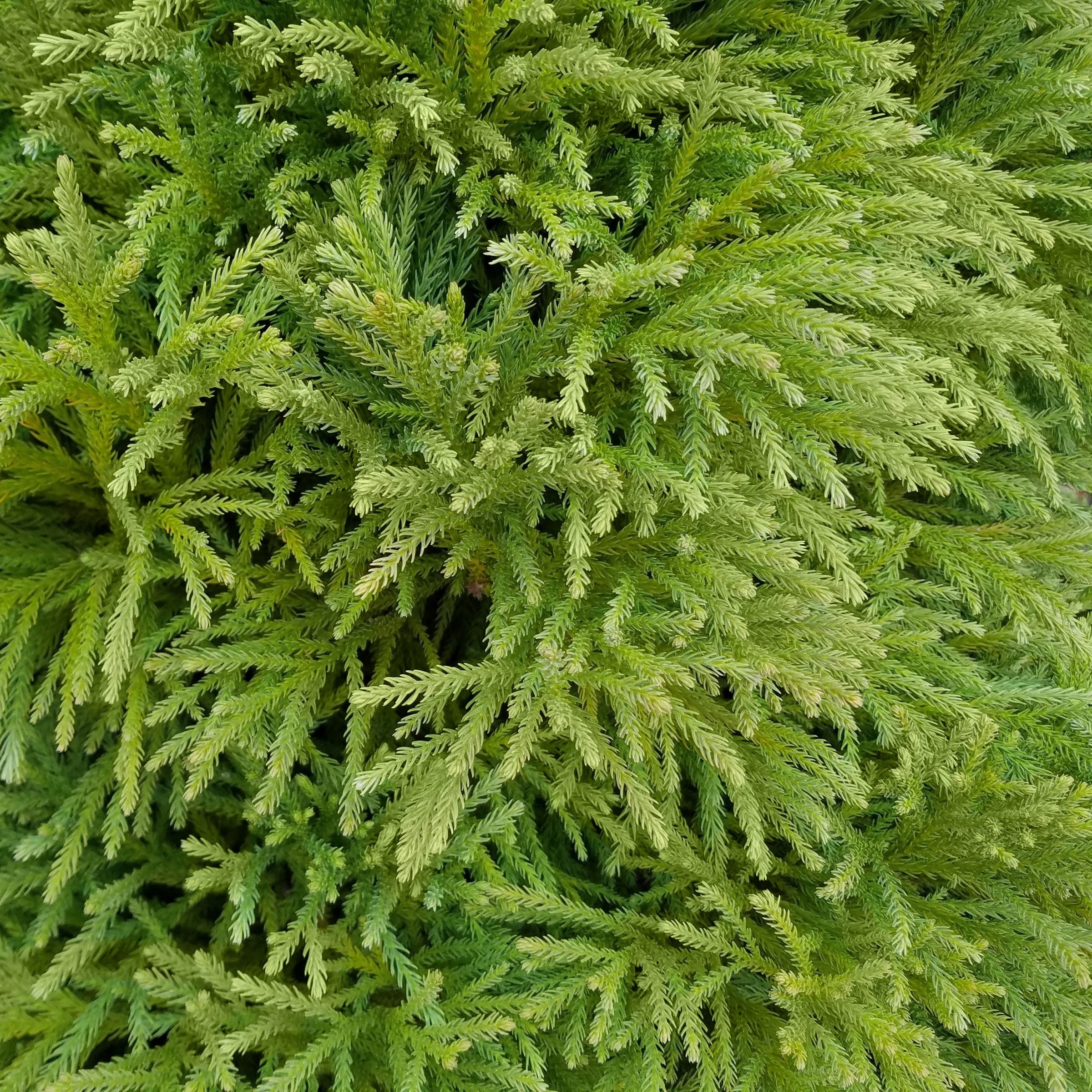 National Plant Network LW3010 shrubs - View #4