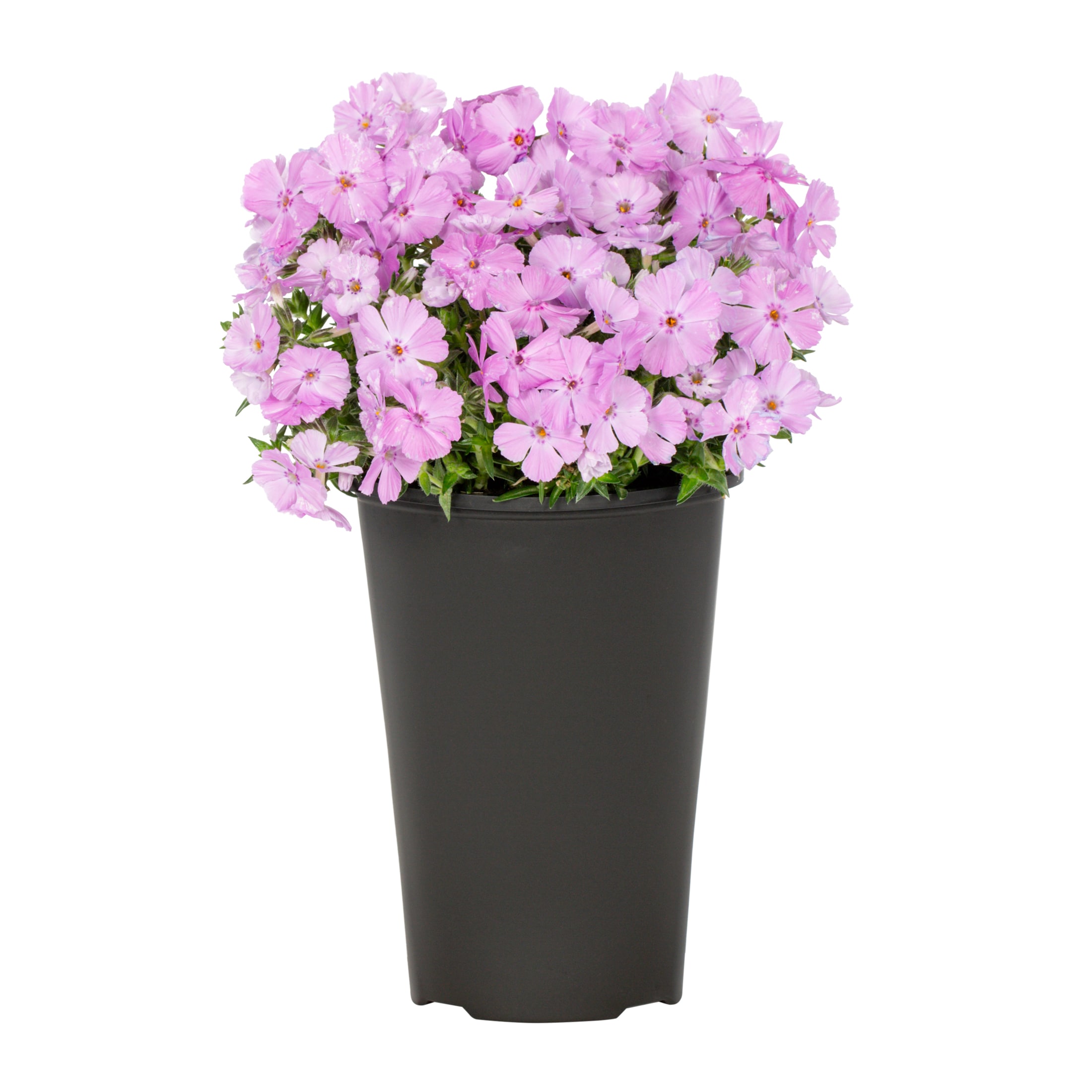 Lowe's 51489 perennials - View #4