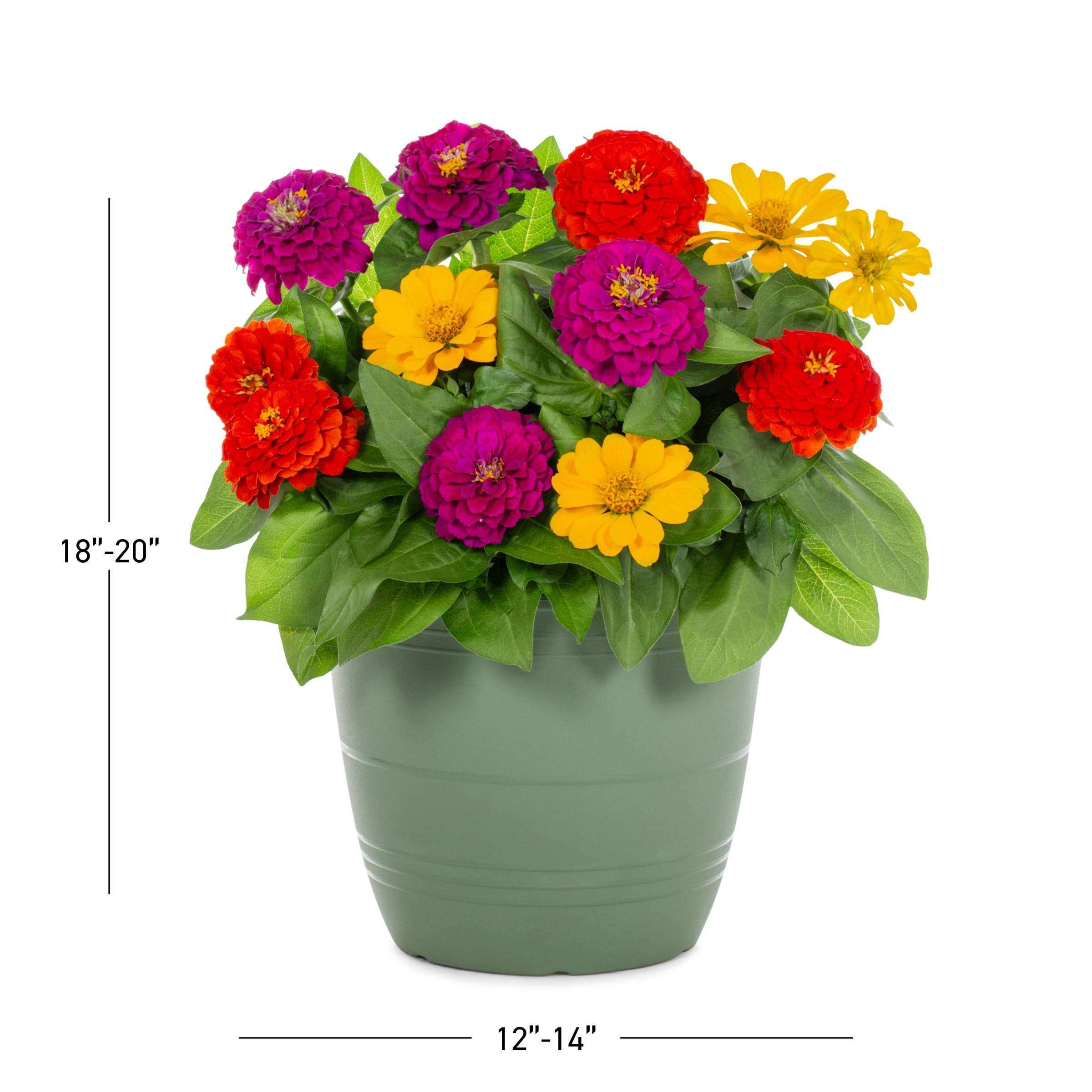 Lowe's NURSERY annuals - View #3