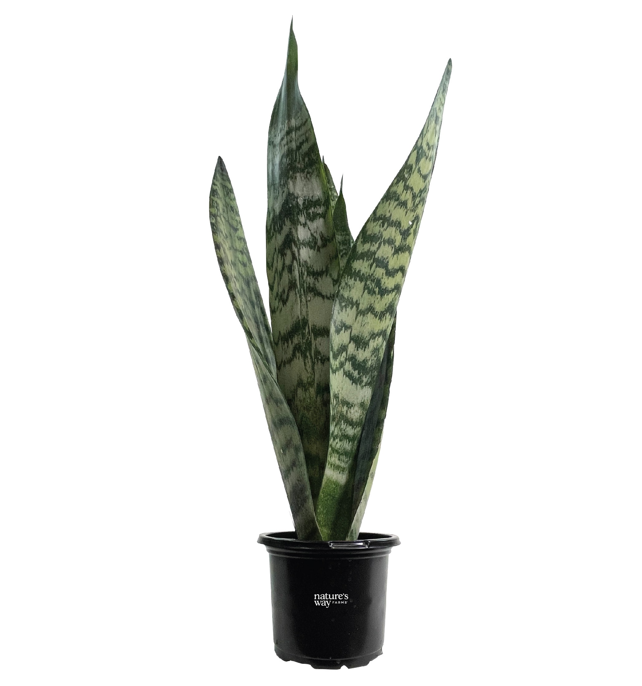  2933 White Snake Plant House plant in 4 Inch(es) Pot 1 -Pack