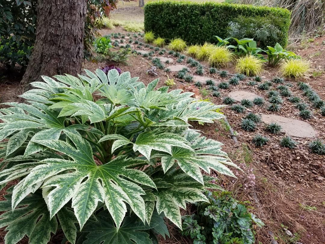 Southern Living Plant Collection 0209Q-1 shrubs - View #6