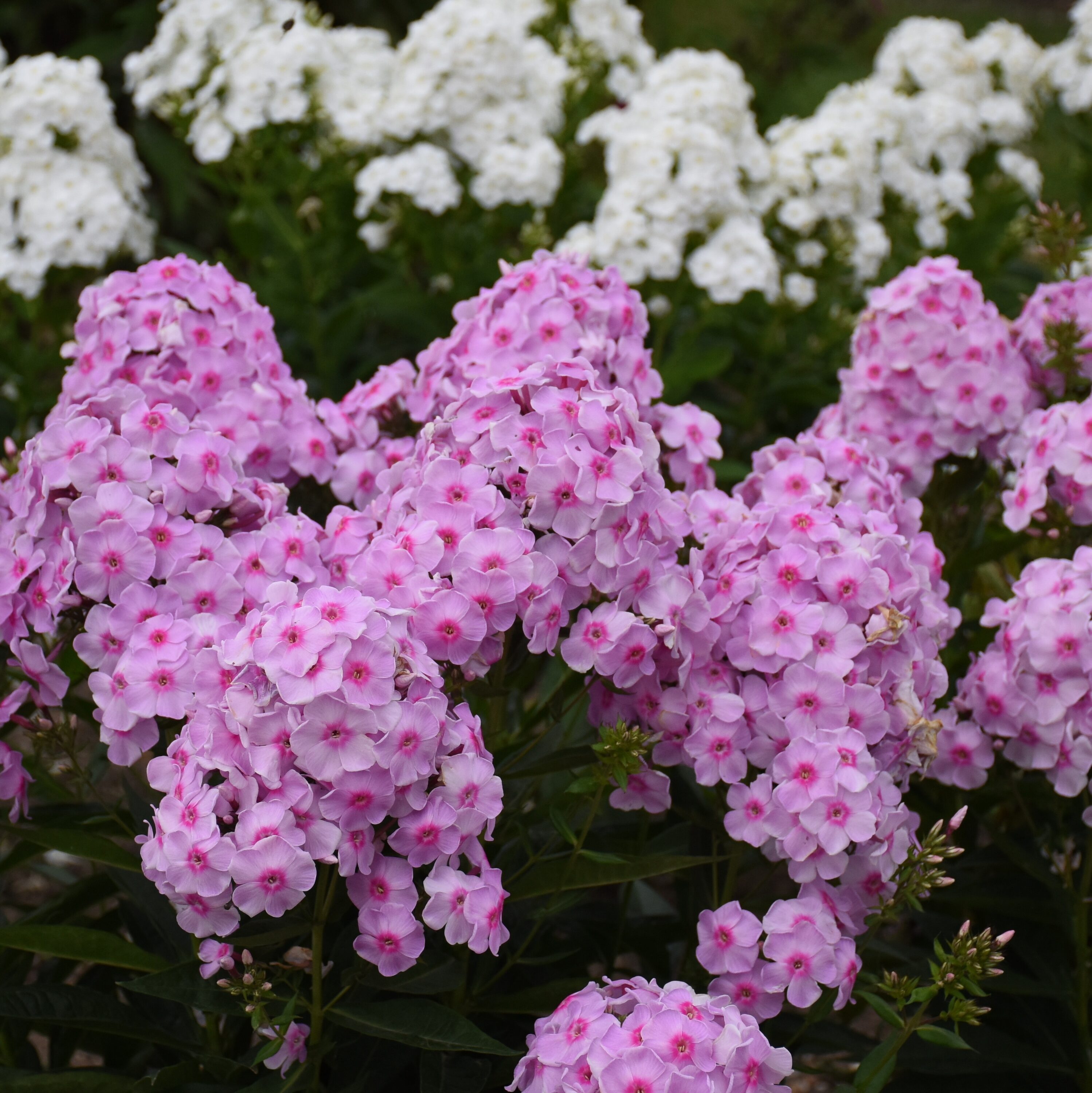 Proven Winners PHLPWP3006102 perennials - View #3