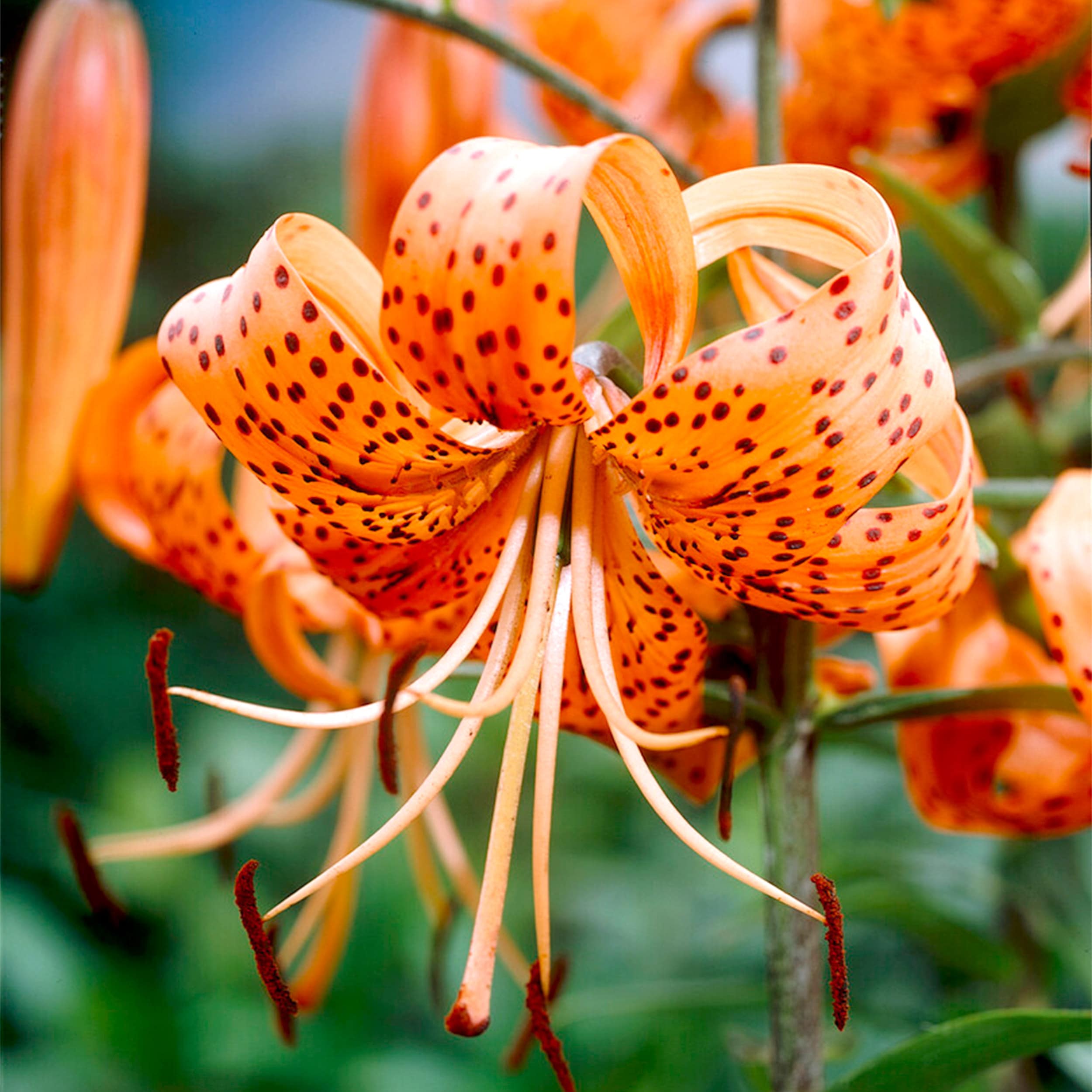 Garden State Bulb Orange Splendens Tiger Lily Bulbs 10-Count in the ...