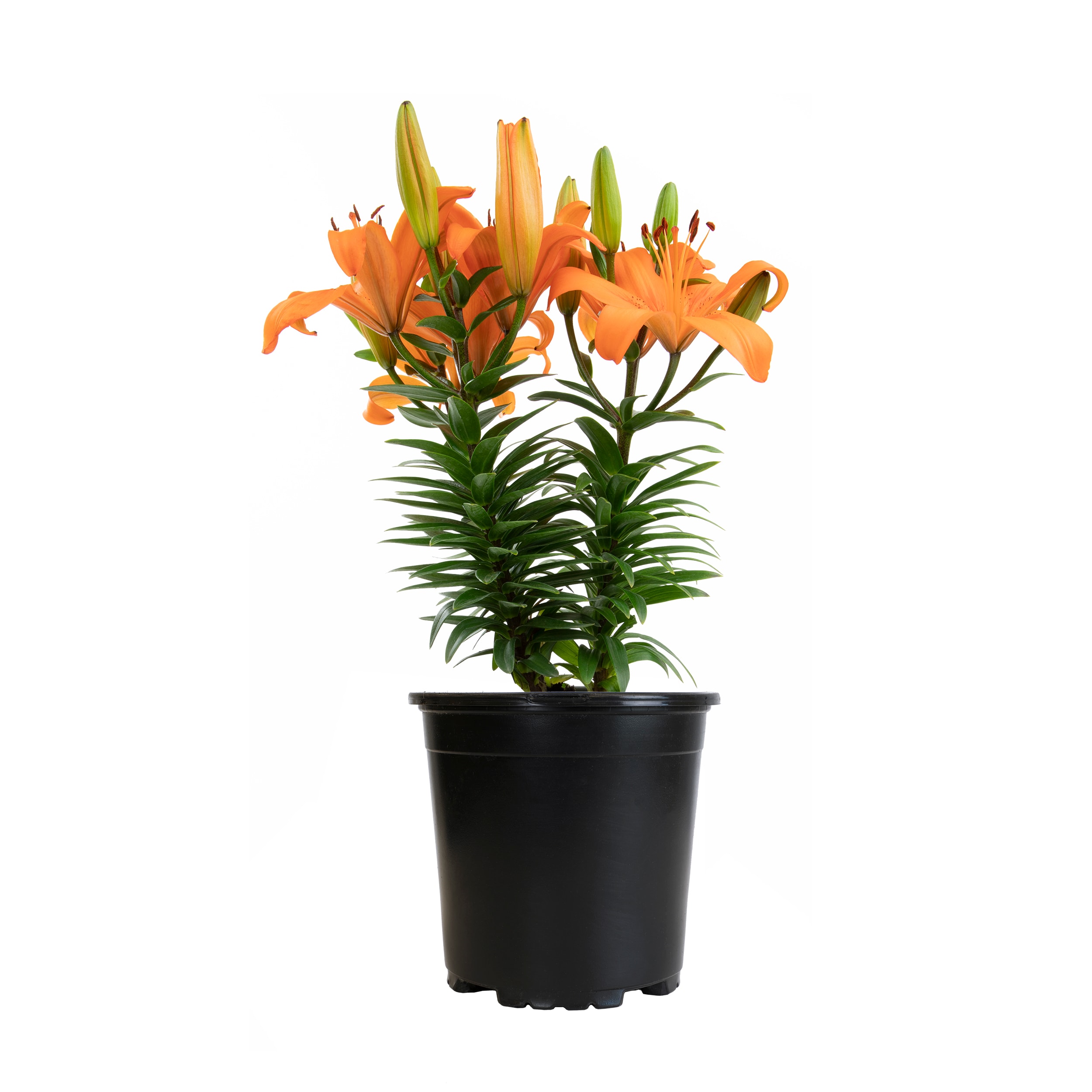 Altman Plants 0881249 Orange Asiatic Lily Plant in 2.5 -Quart Pot 1.0 -Pack
