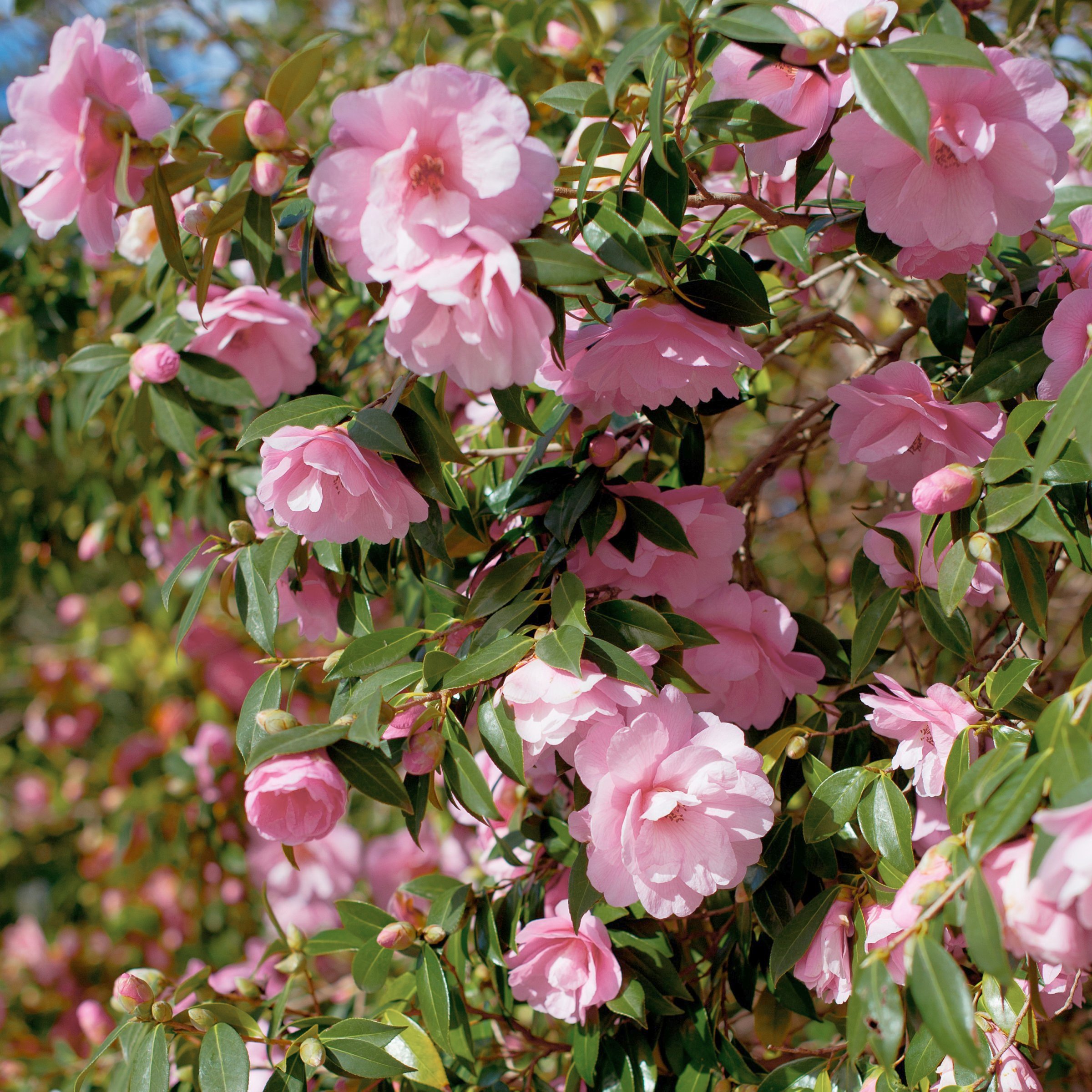 National Plant Network LW2804 shrubs - View #7