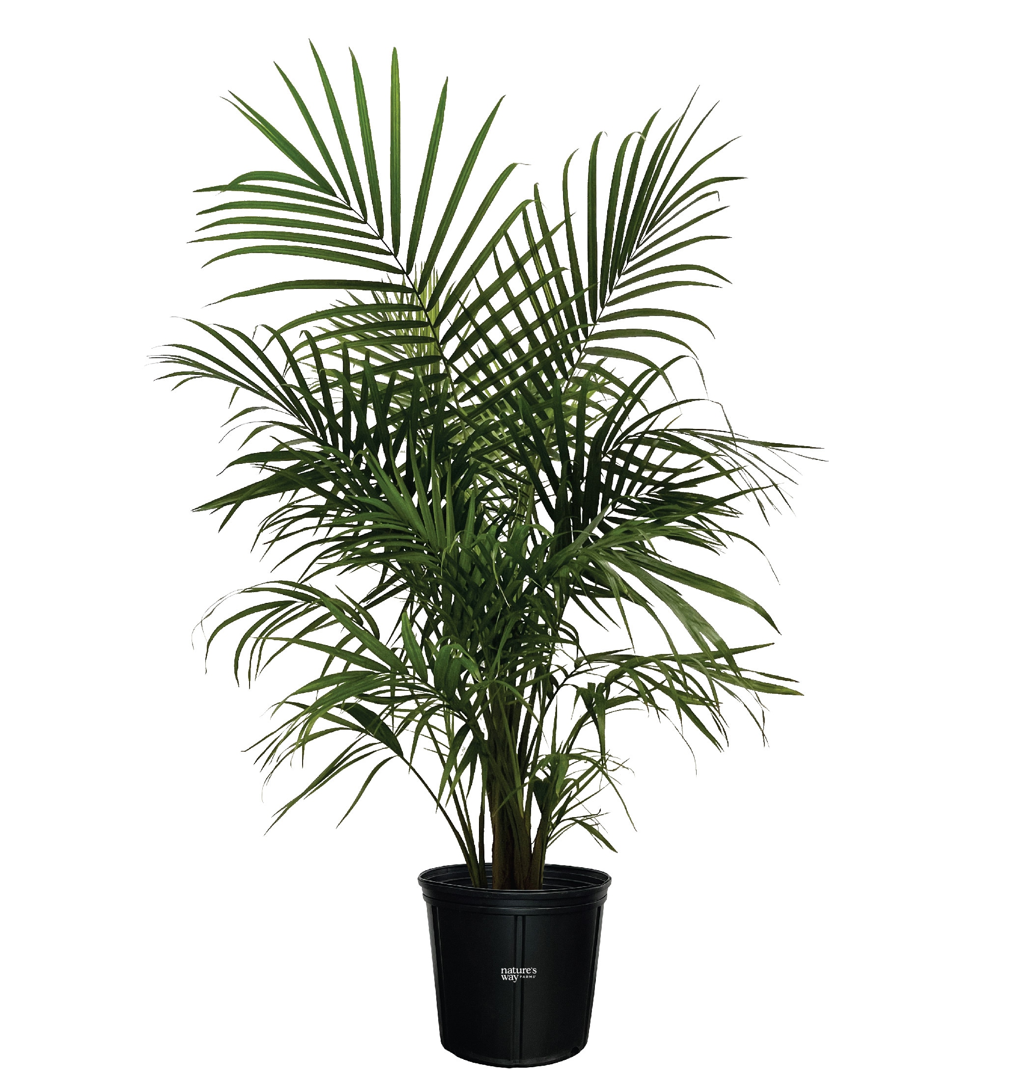  5321 White Majestic Palm House plant in 10 Inch(es) Pot 1 -Pack