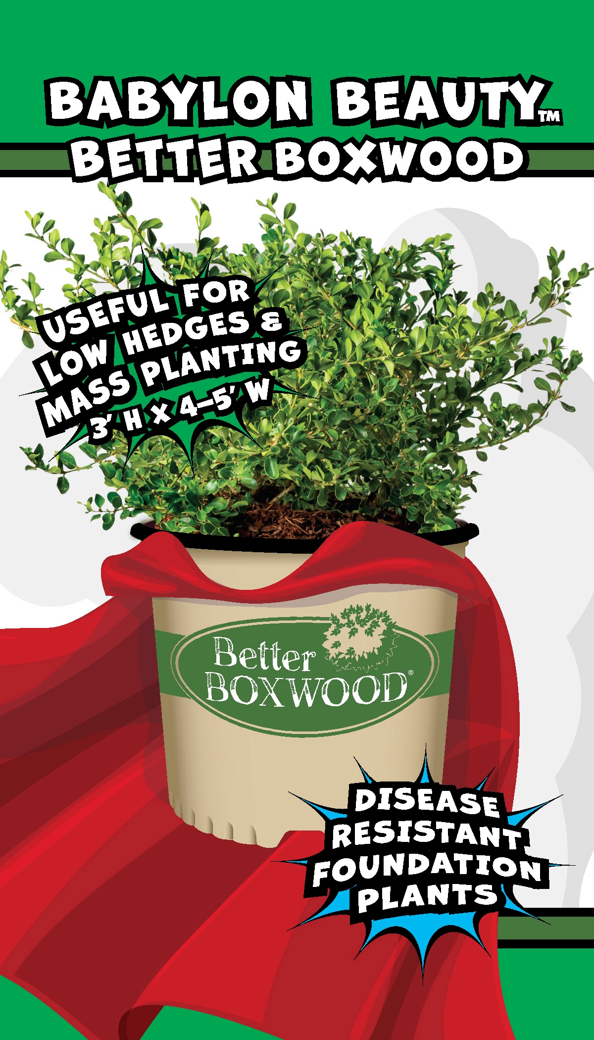 Better BOXWOOD 9067Q-1 shrubs - View #7