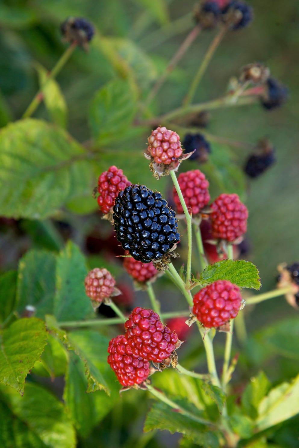 National Plant Network LW1015 Fruit-Plants - View #3