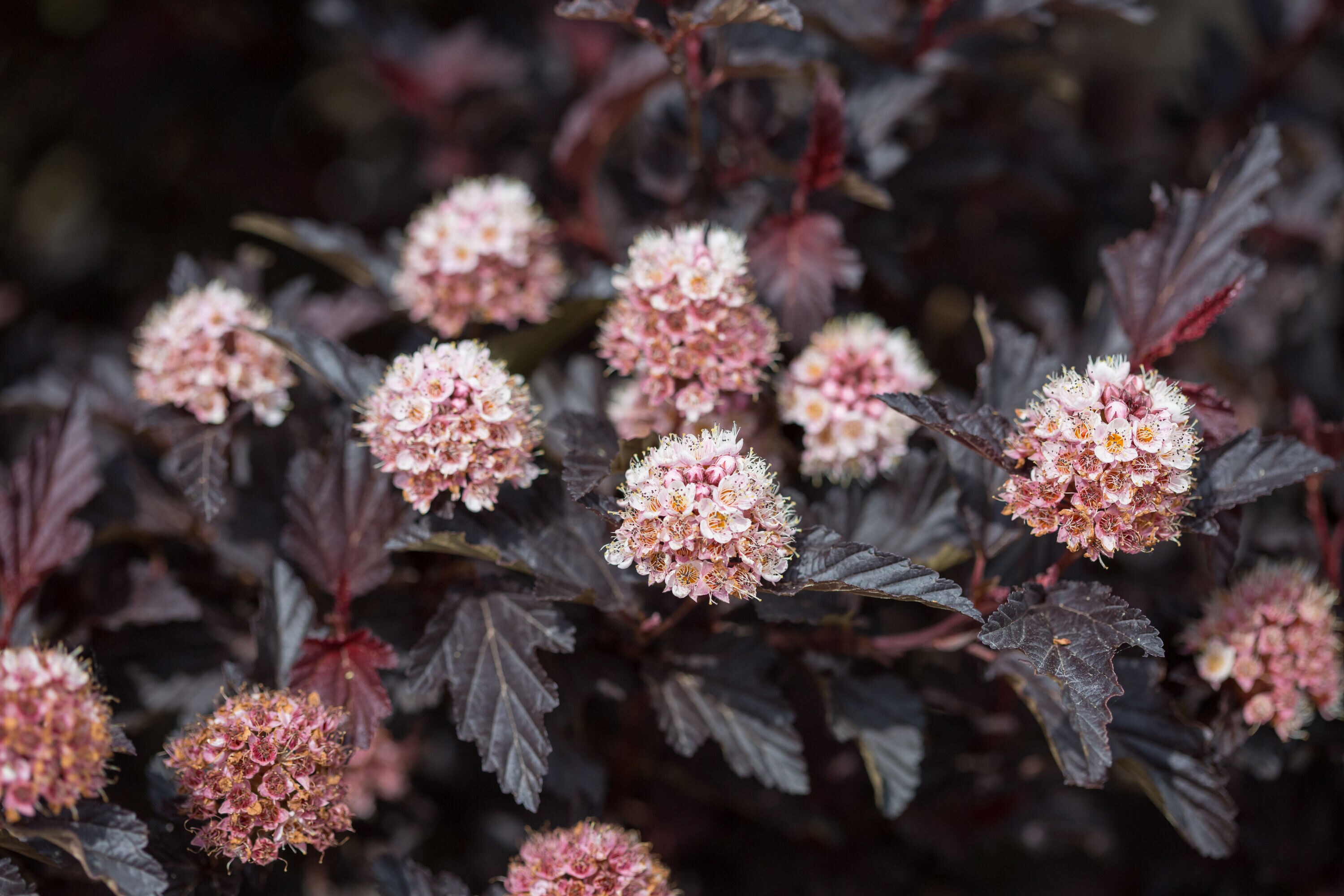 Lowe's NURSERY shrubs - View #7